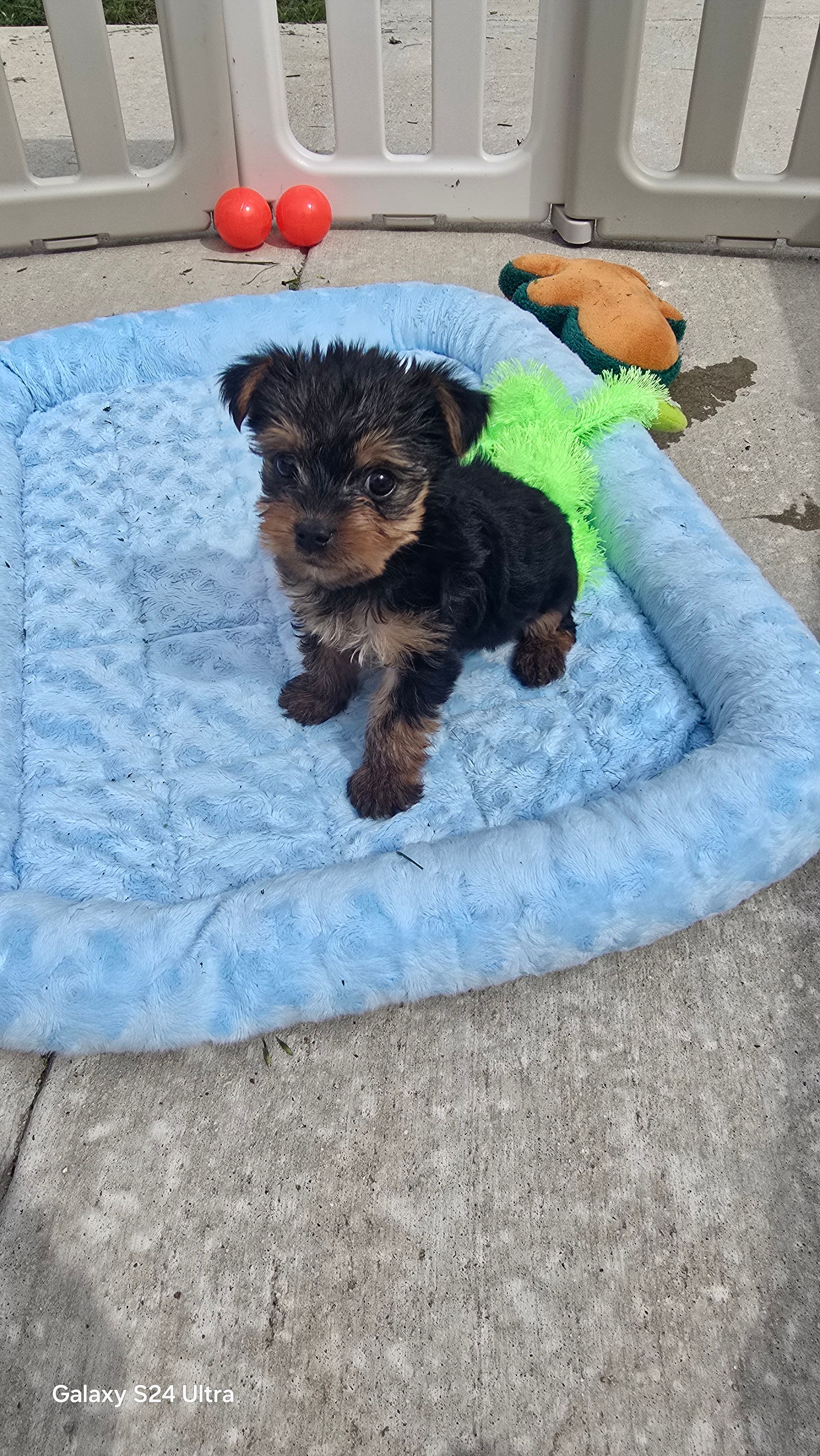 Baby girl  AKC – Yorkshire Terrier puppy for sale in Houston, TX