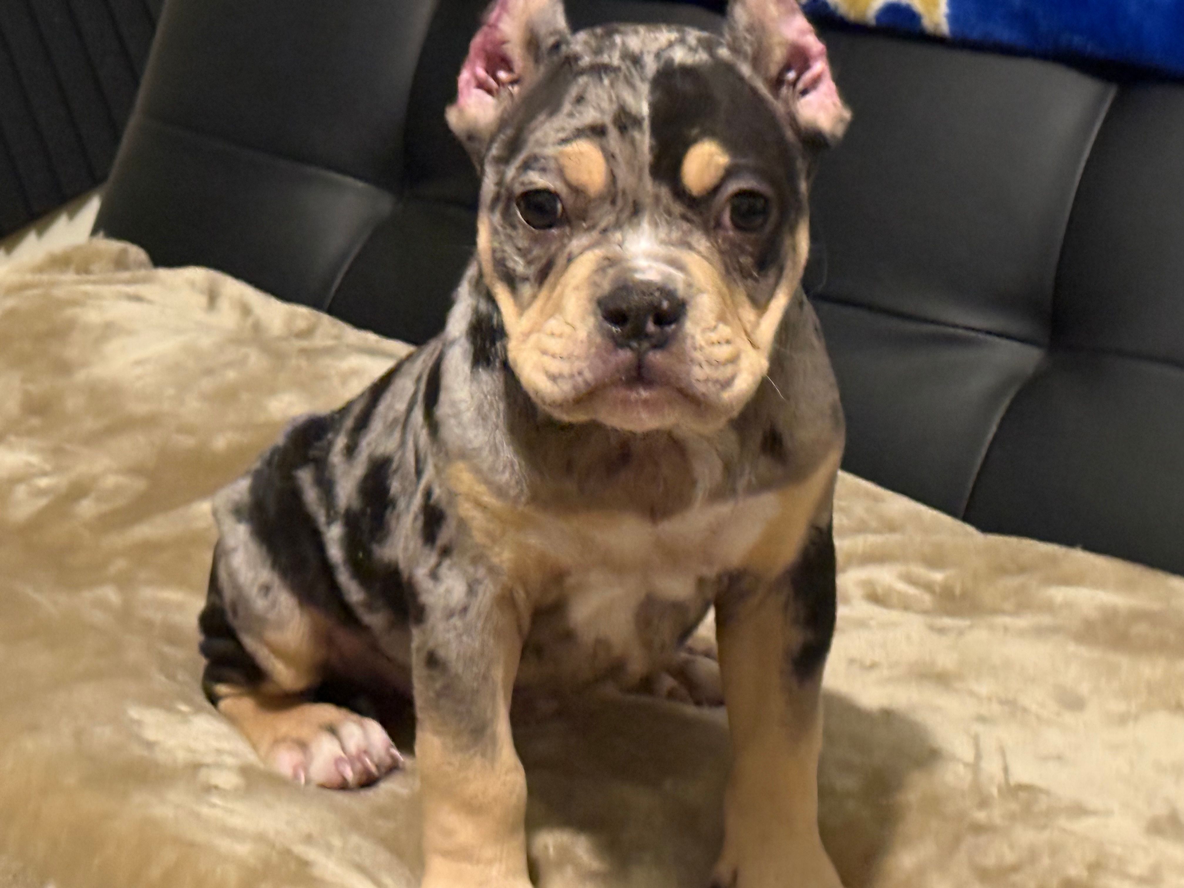 Male 1 – American Bully puppy for sale in Bolivar, MO