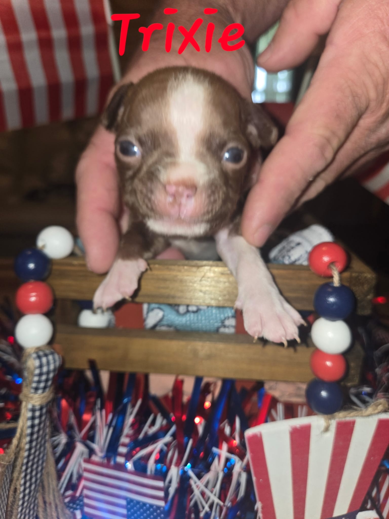 Trixie – Boston Terrier puppy for sale in Lucedale, MS