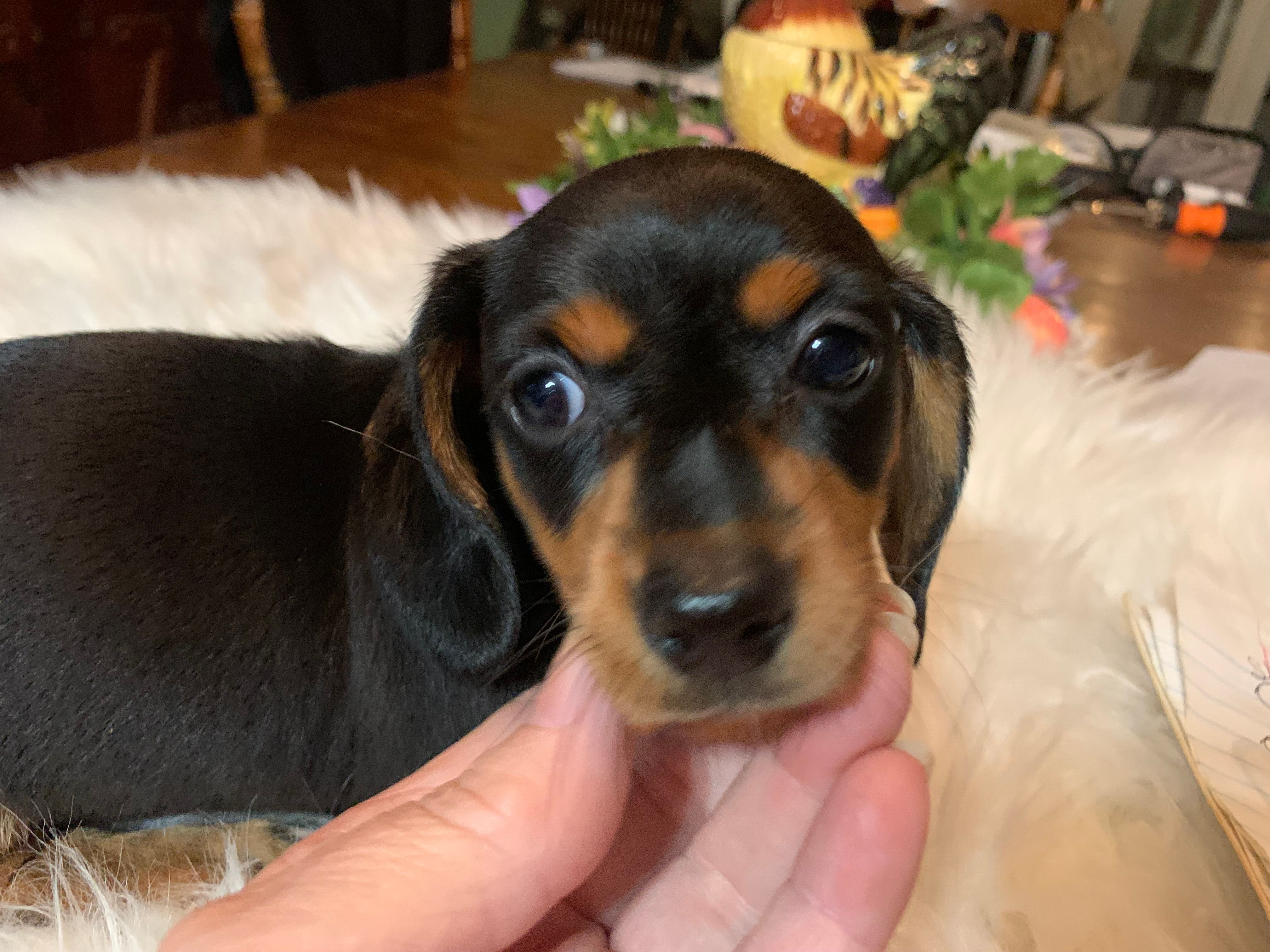 Juliette  smooth coat – Miniature Dachshund puppy for sale in Lucedale, MS