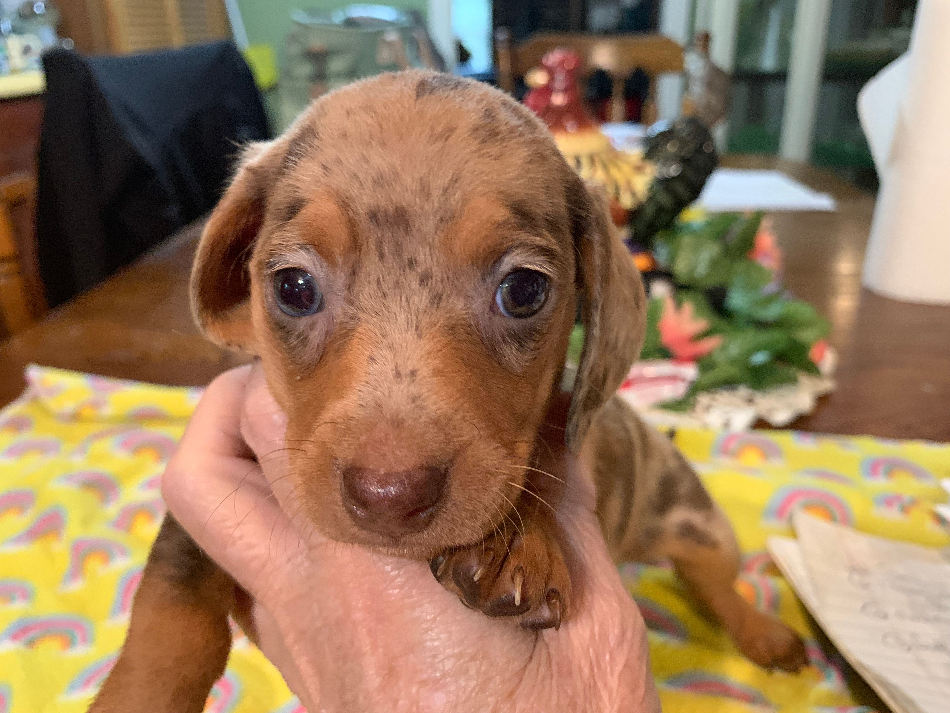 Dutches/dapple smooth coat – Miniature Dachshund puppy for sale in Lucedale, MS