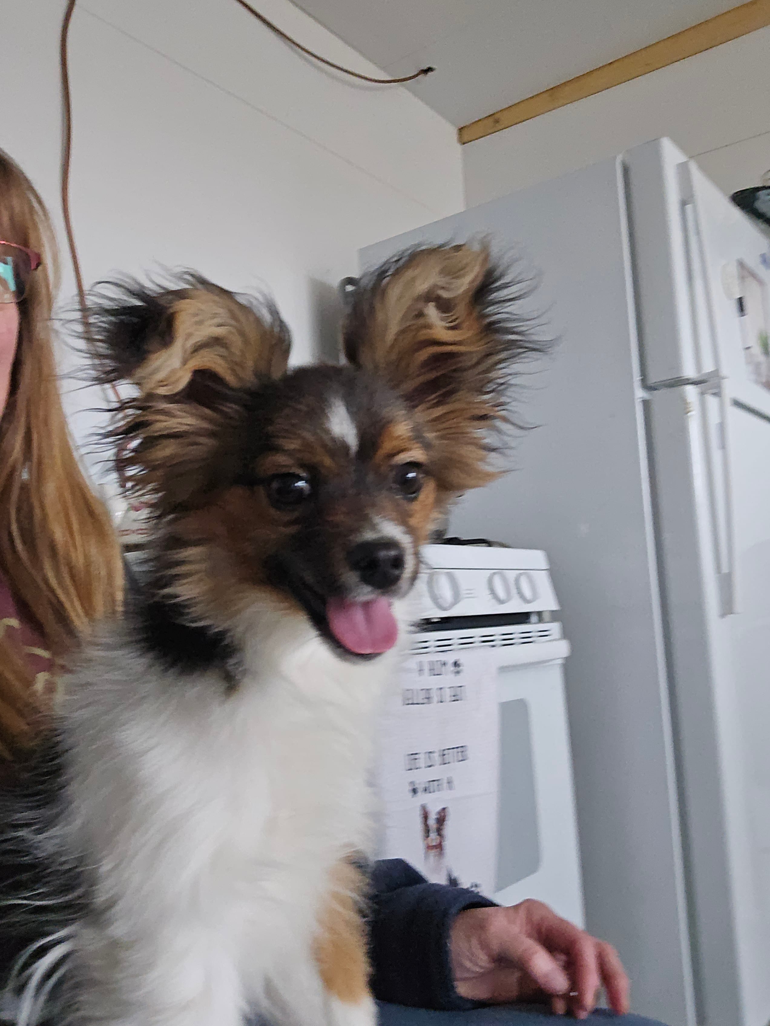 Gabe – Papillon puppy for sale in Platteville, WI