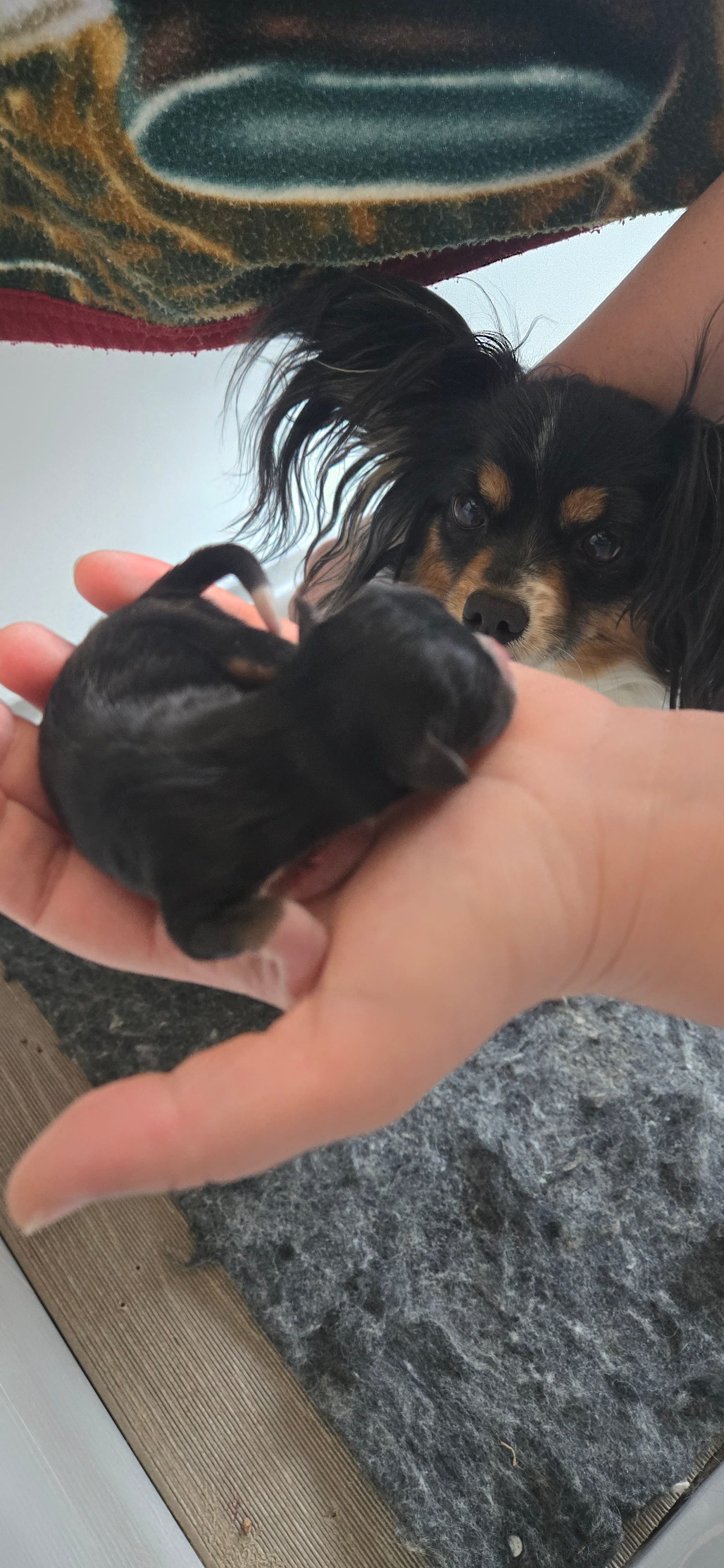 Hunter  – Papillon puppy for sale in Platteville, WI