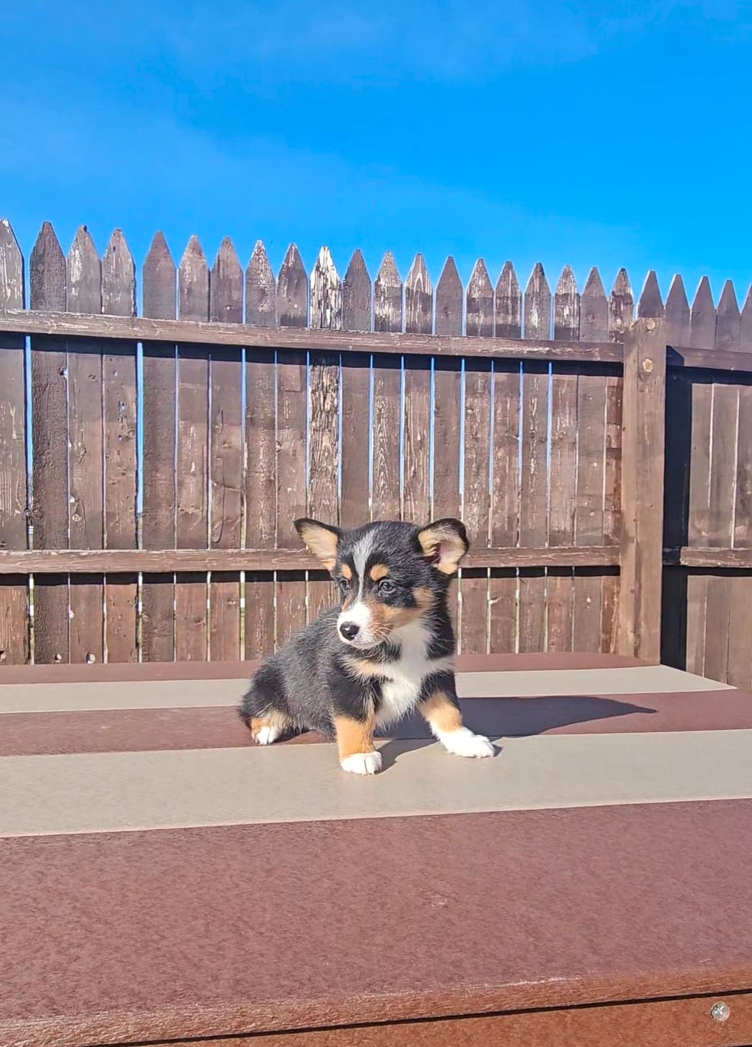 Rhett – Pembroke Welsh Corgi, Toy Australian Shepherd puppy for sale in Shipshewana, IN