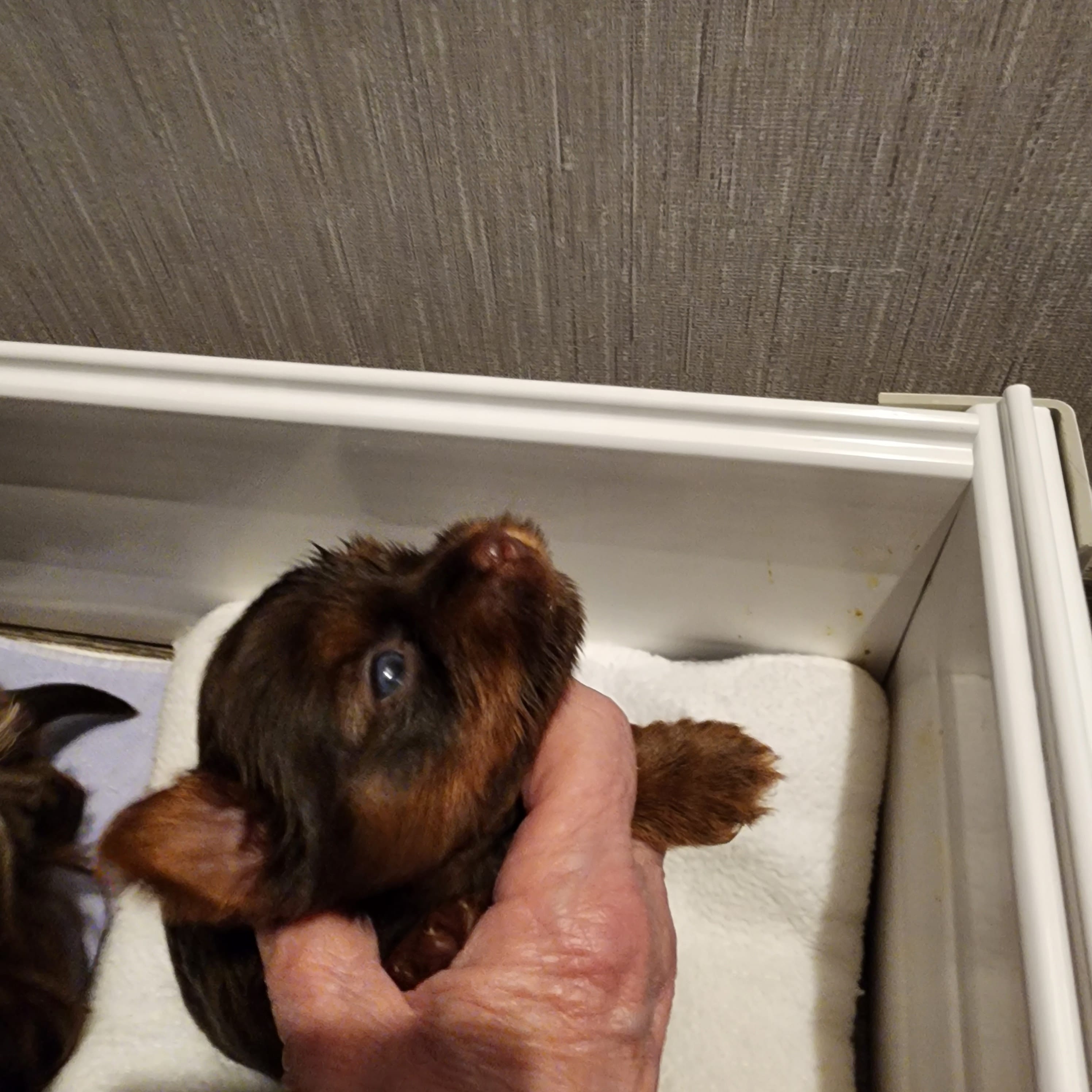 Copper – Yorkshire Terrier puppy for sale in Punta Gorda, FL