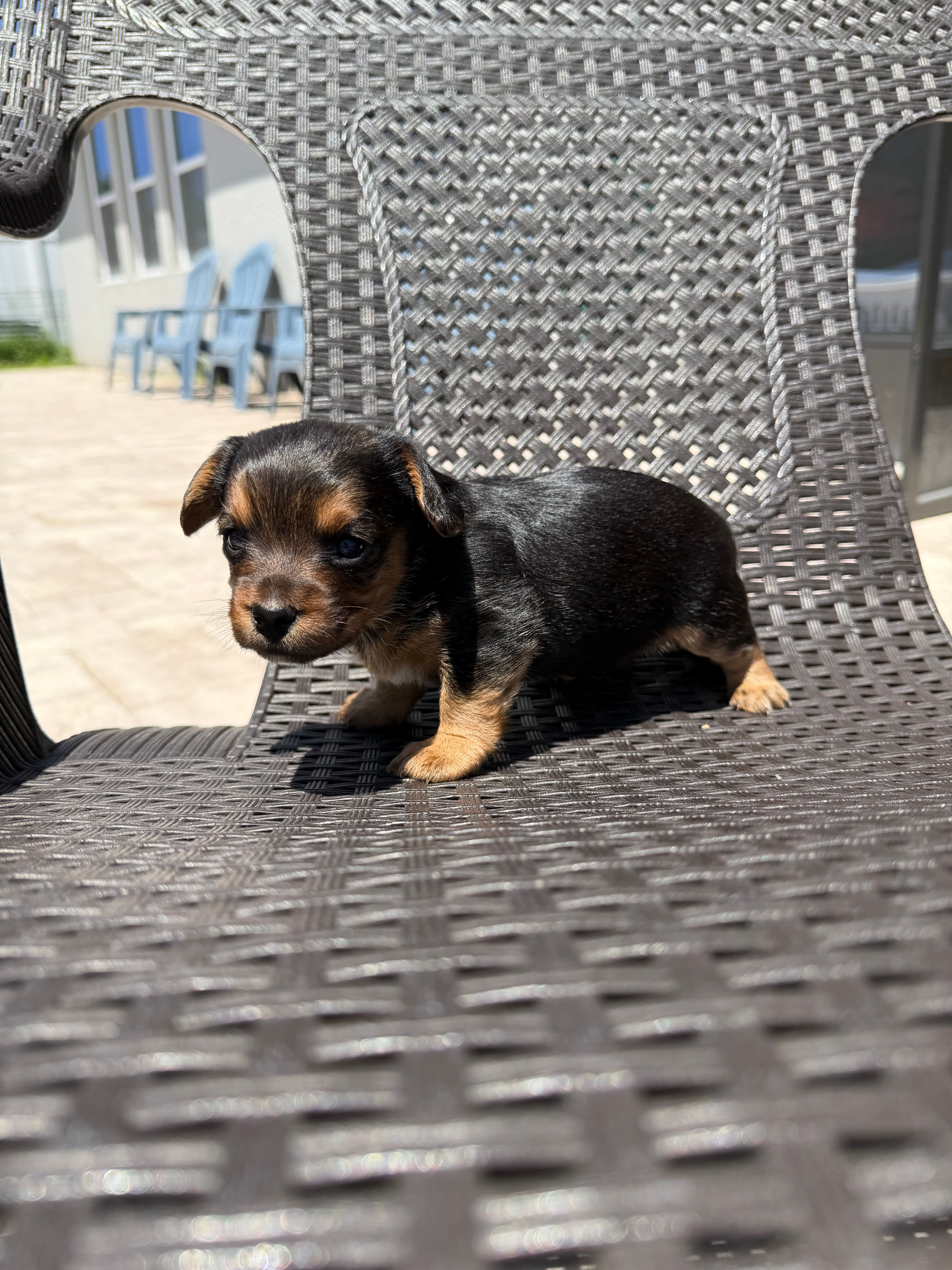 Coco – Yorkipoo puppy for sale in Kissimmee, FL