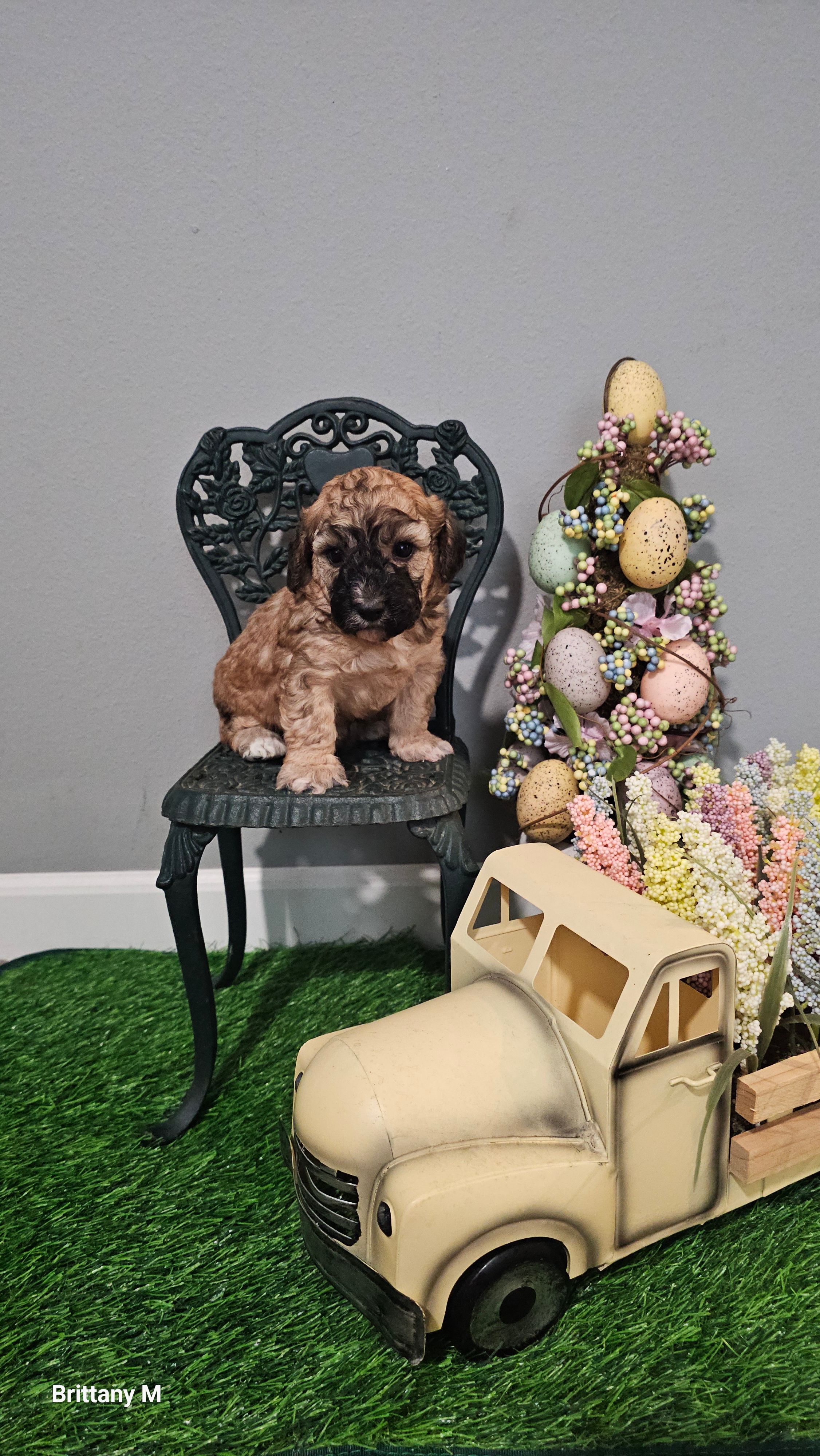 Axel – Poodle - Toy  puppy for sale in Lexington, SC