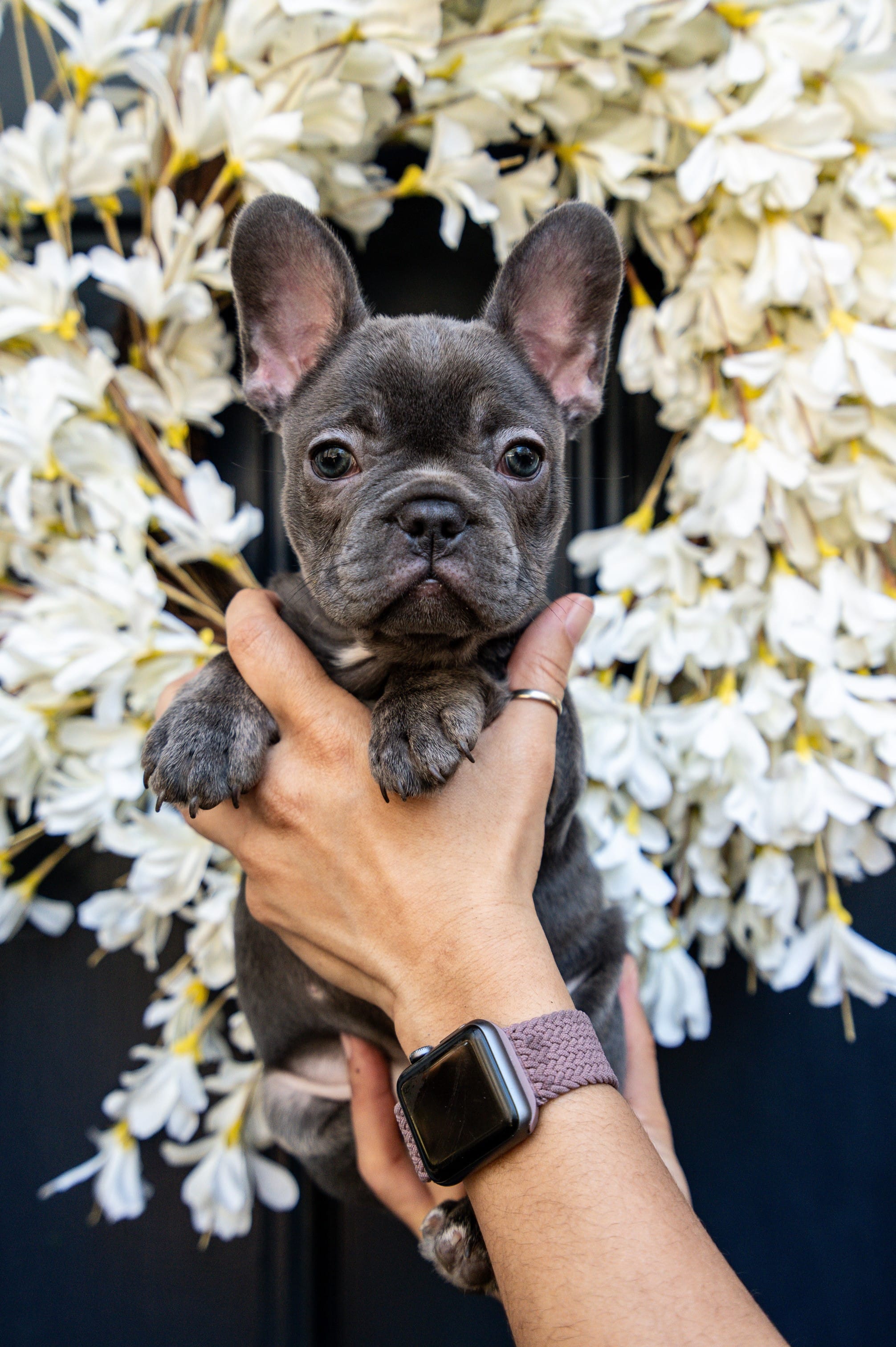 Sophia  – French Bulldog puppy for sale in Fruitland, MD