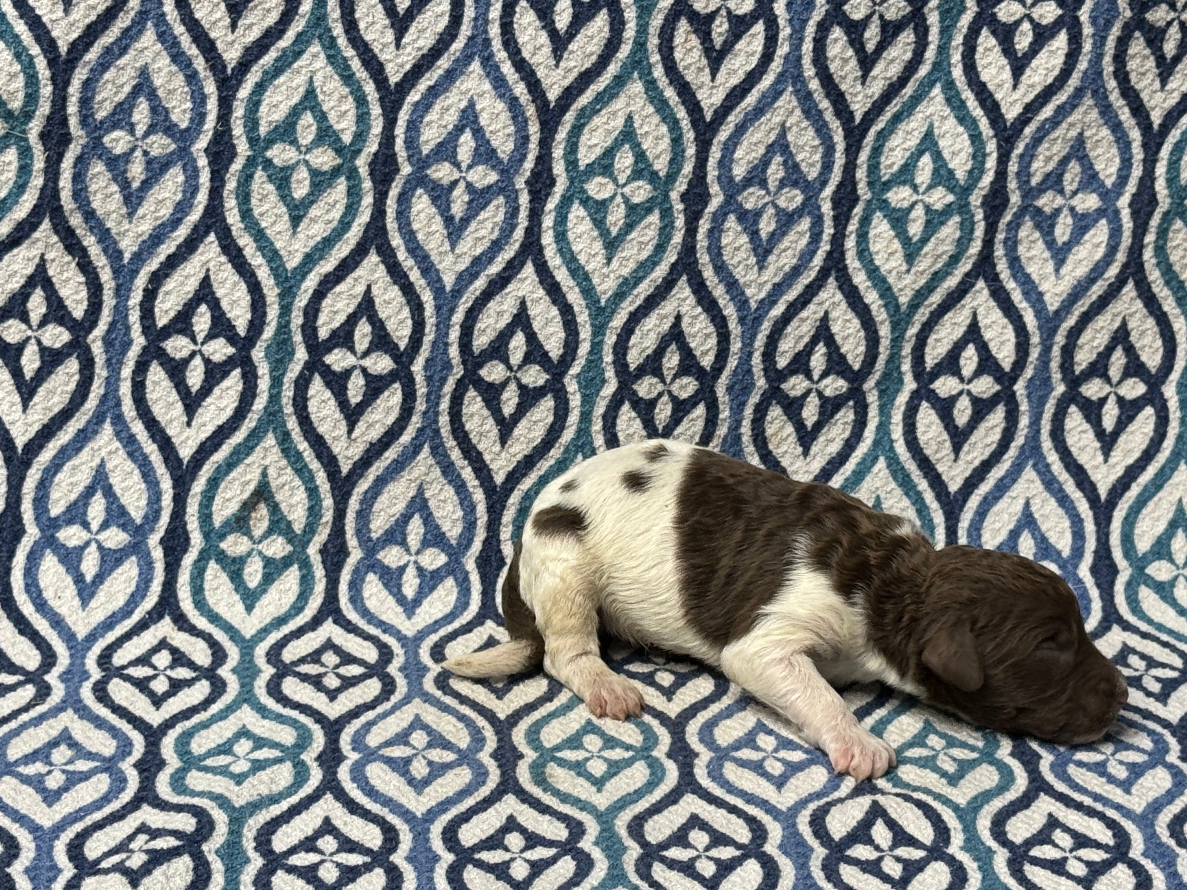 Ash – Poodle - Standard  puppy for sale in Chesapeake, VA