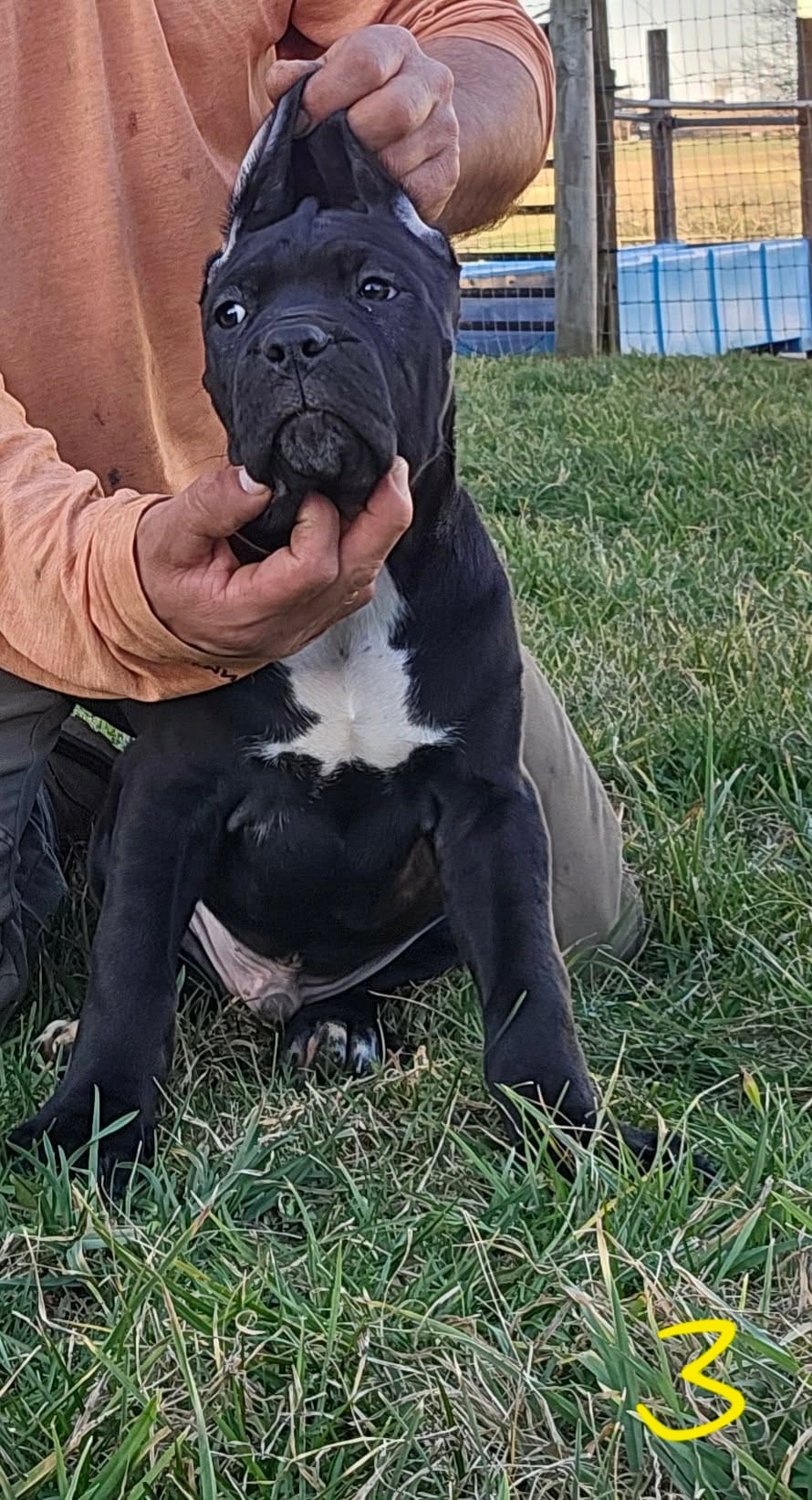Arthur – Cane Corso puppy for sale in Oxford, PA