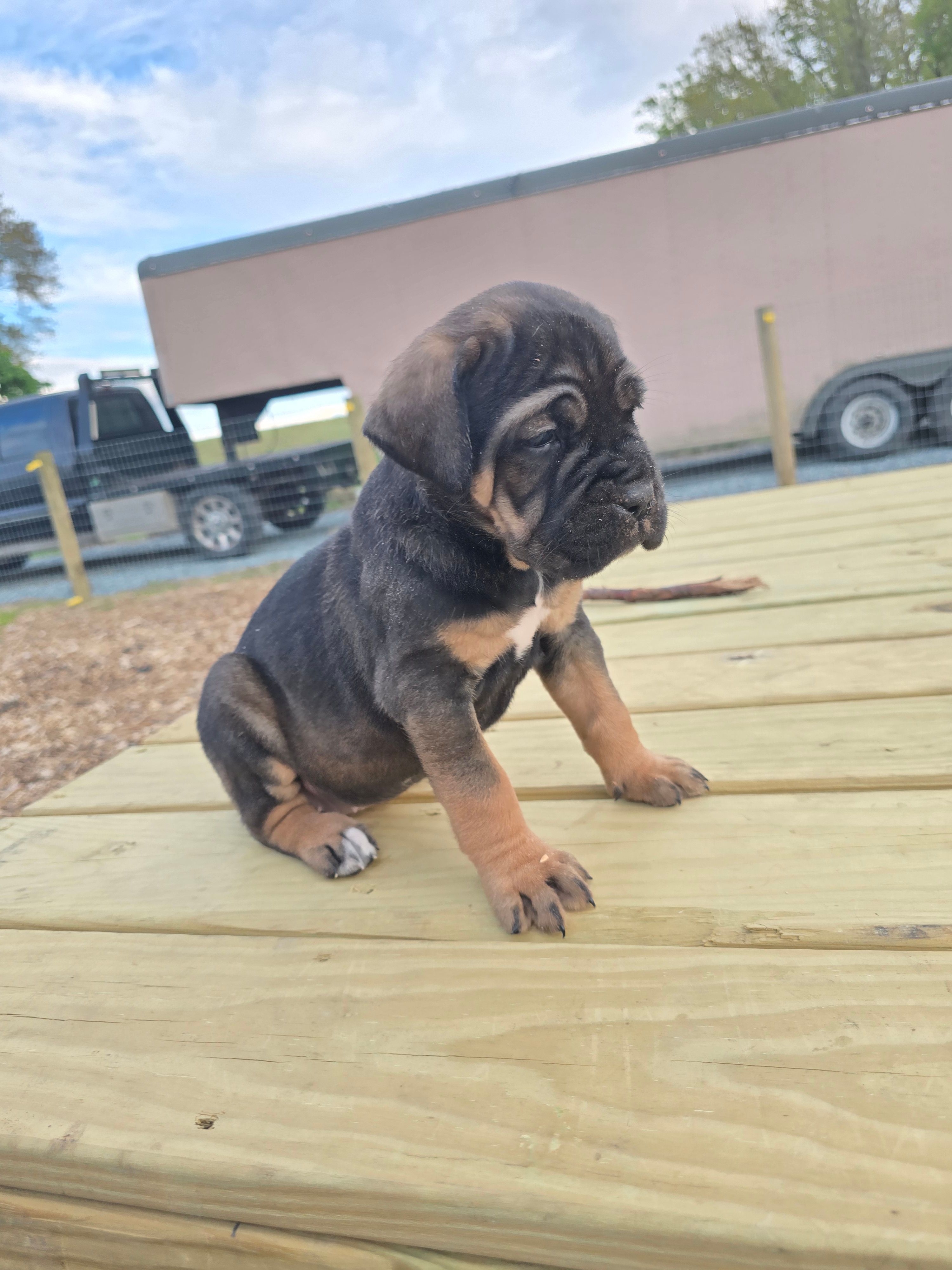 Pepper – Cane Corso puppy for sale in Oxford, PA
