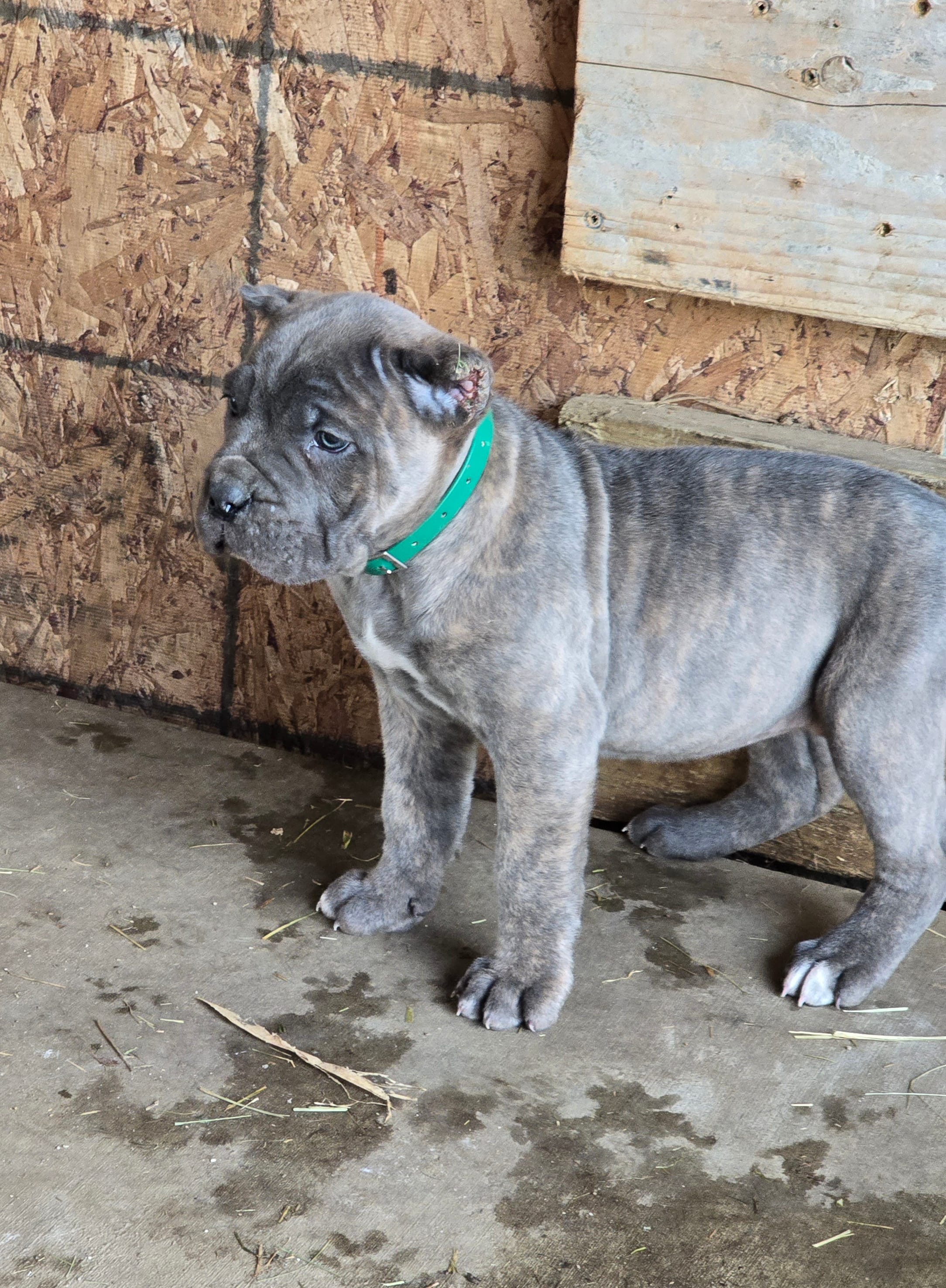 Megan – Cane Corso puppy for sale in Oxford, PA