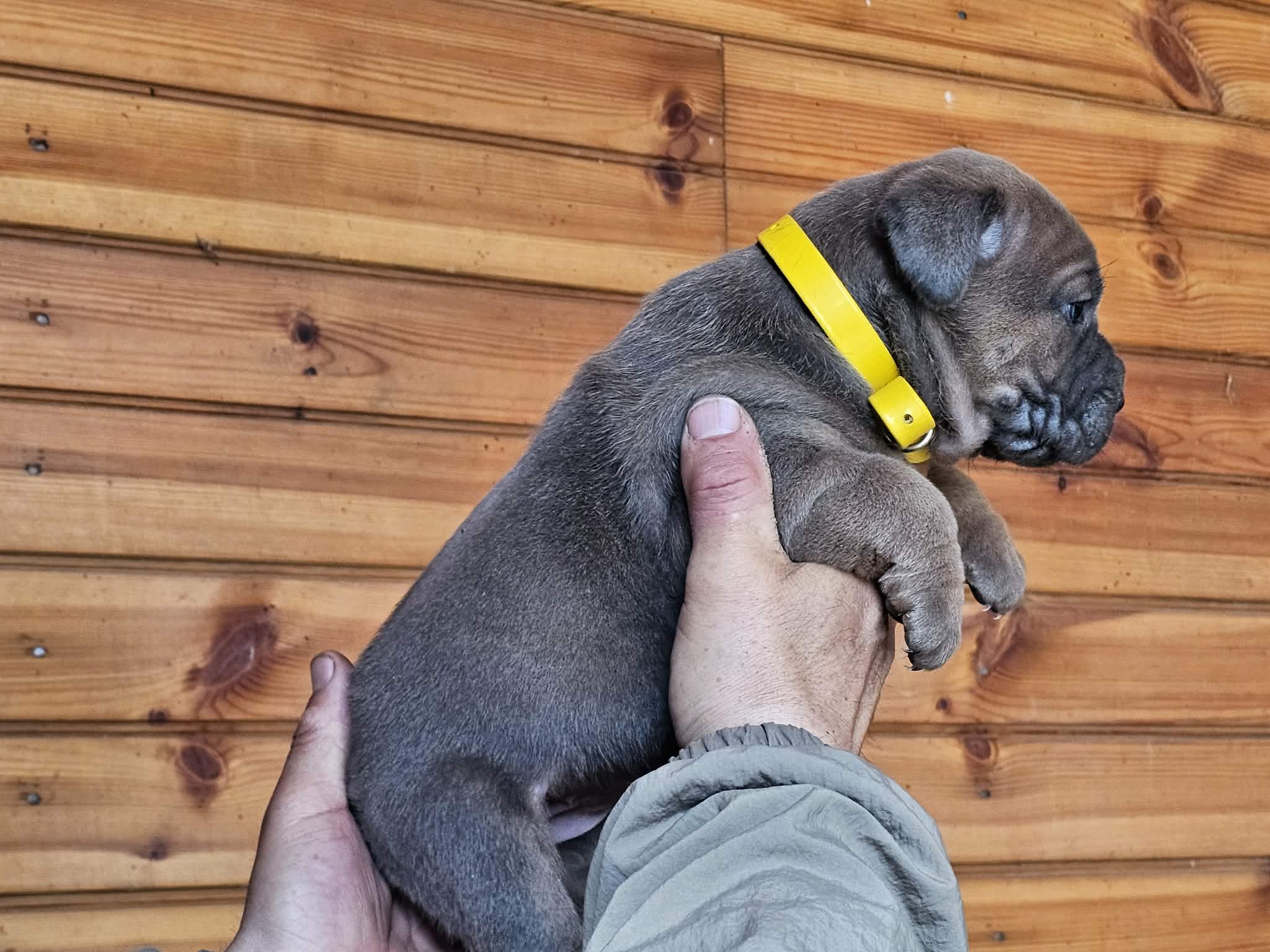 Martha – Cane Corso puppy for sale in Oxford, PA