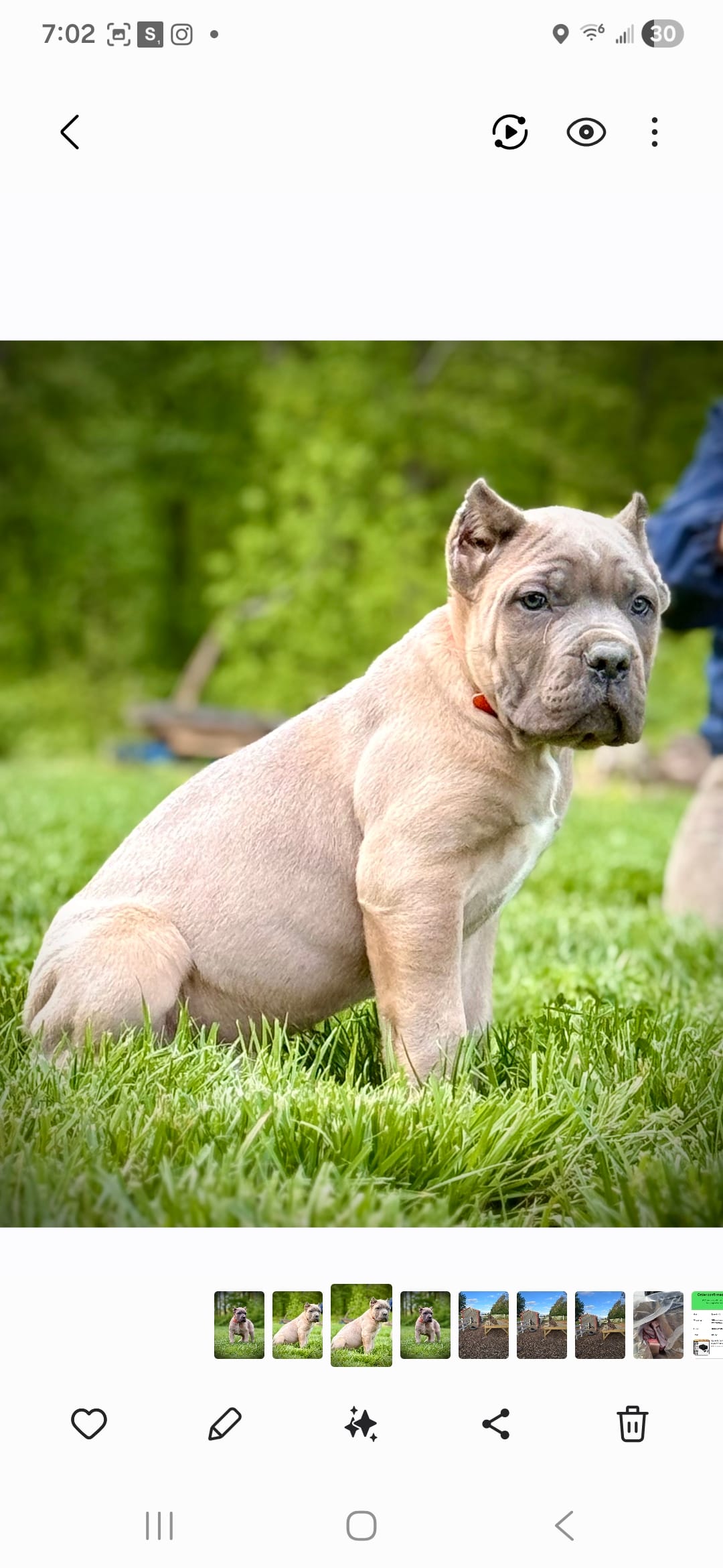 Matt – Cane Corso puppy for sale in Oxford, PA