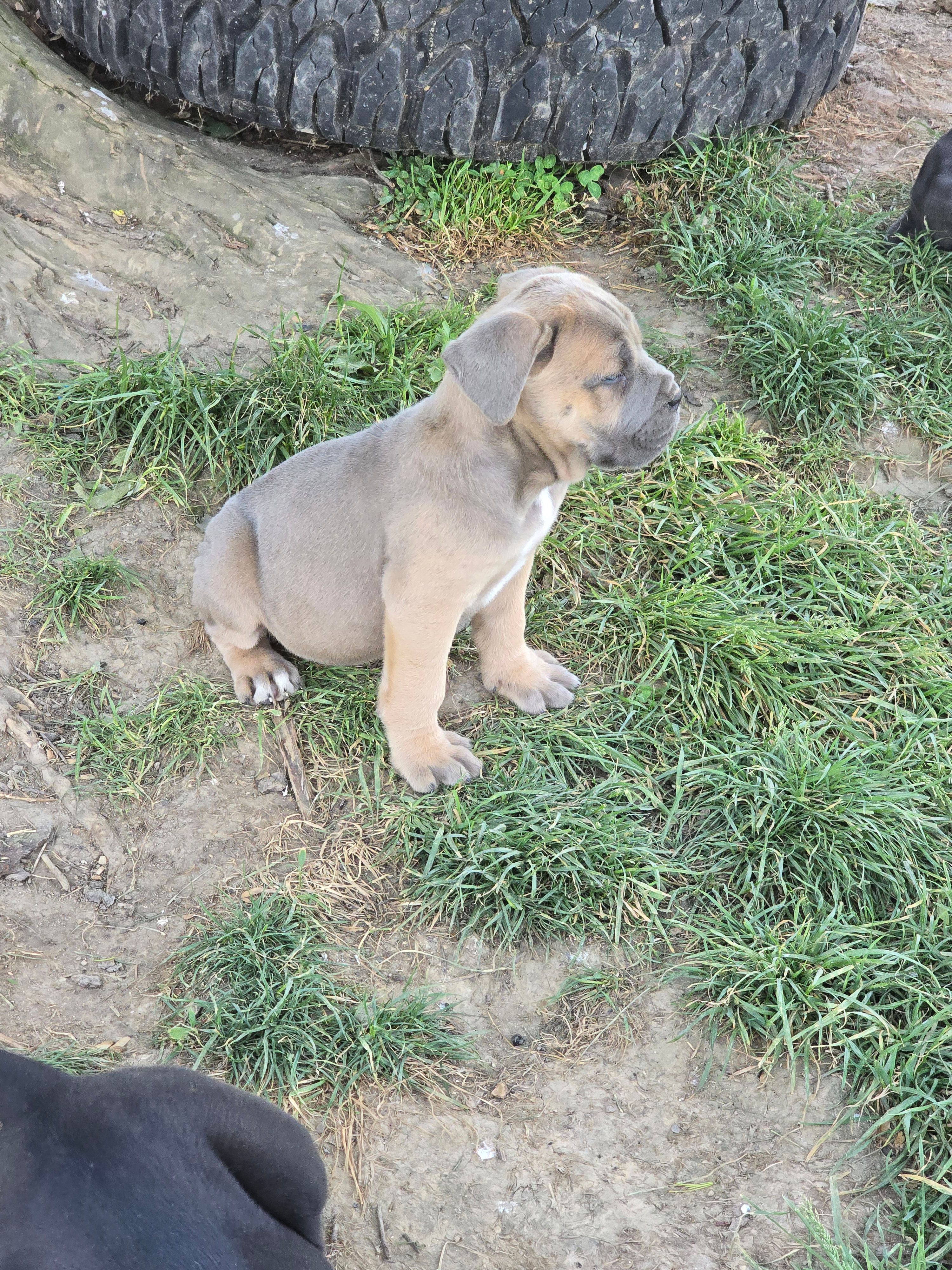 Paul – Cane Corso puppy for sale in Oxford, PA