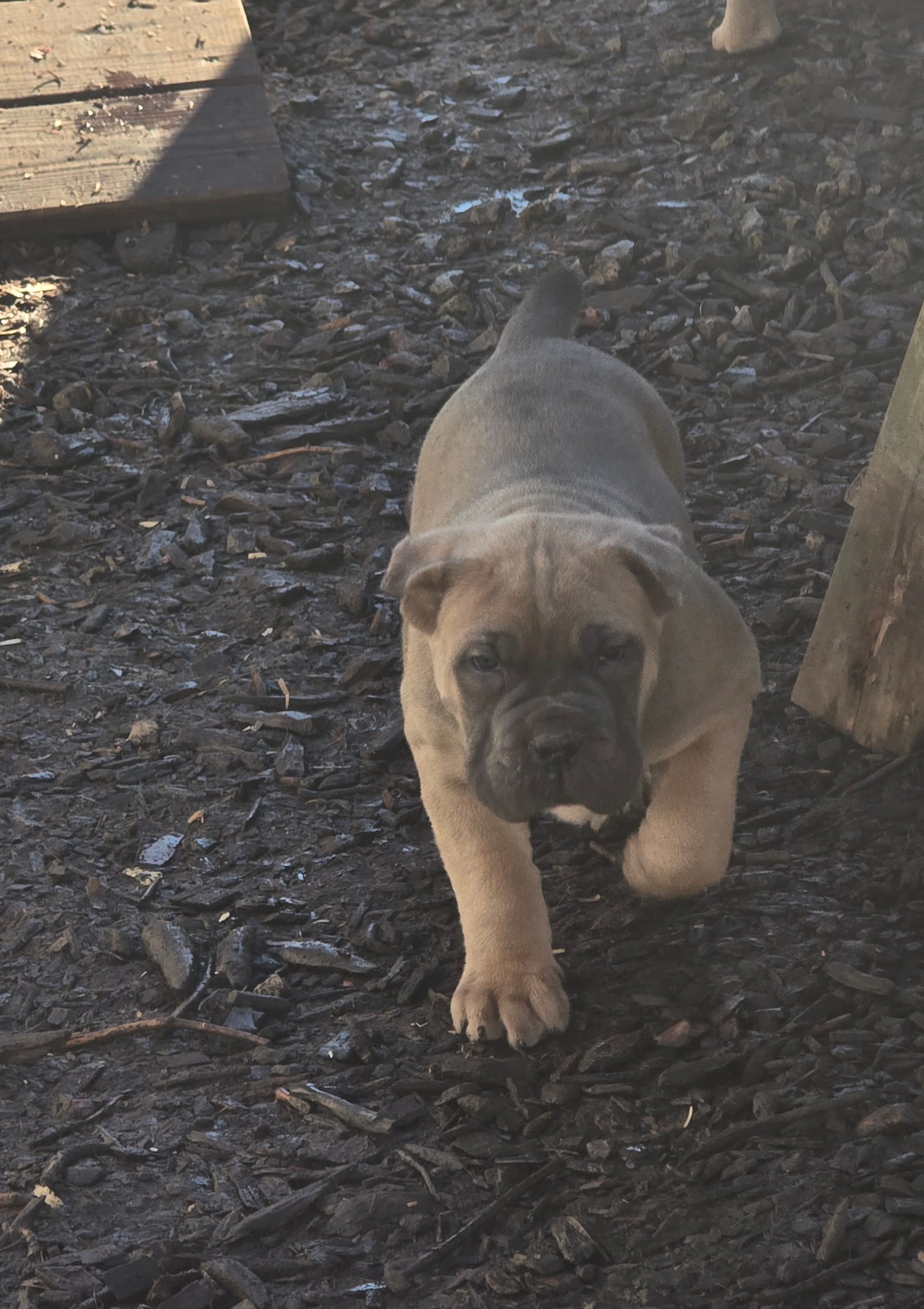 Rose – Cane Corso puppy for sale in Oxford, PA
