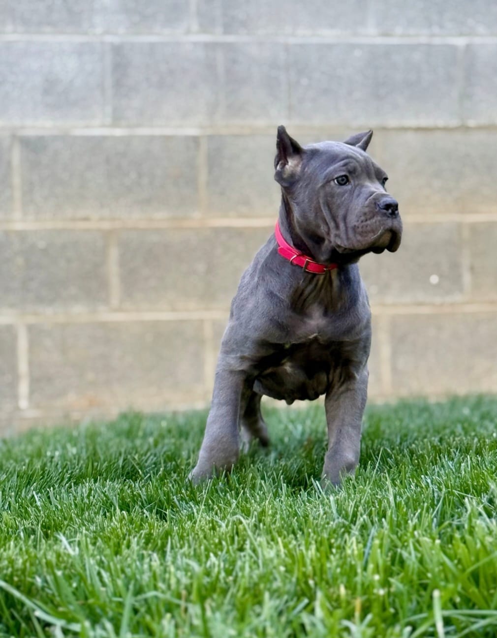 Molly – Cane Corso puppy for sale in Oxford, PA