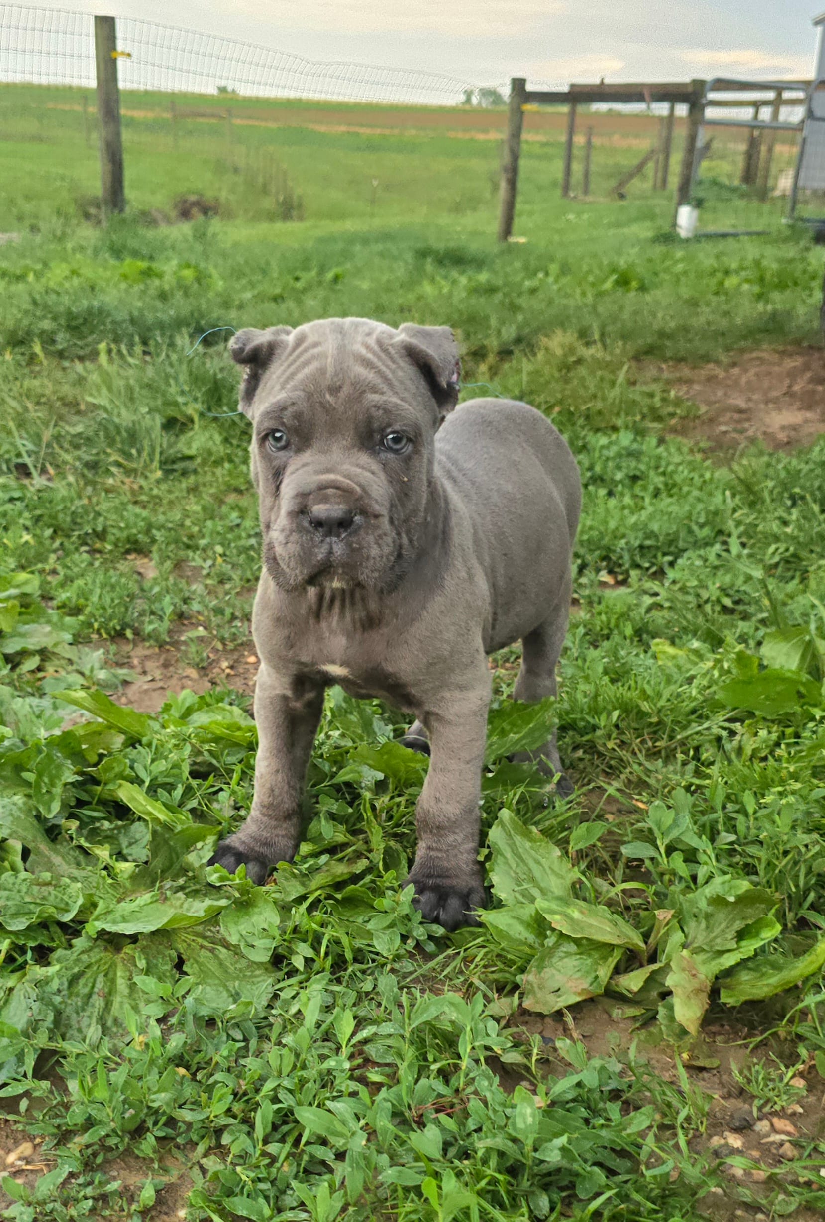 Peter – Cane Corso puppy for sale in Oxford, PA