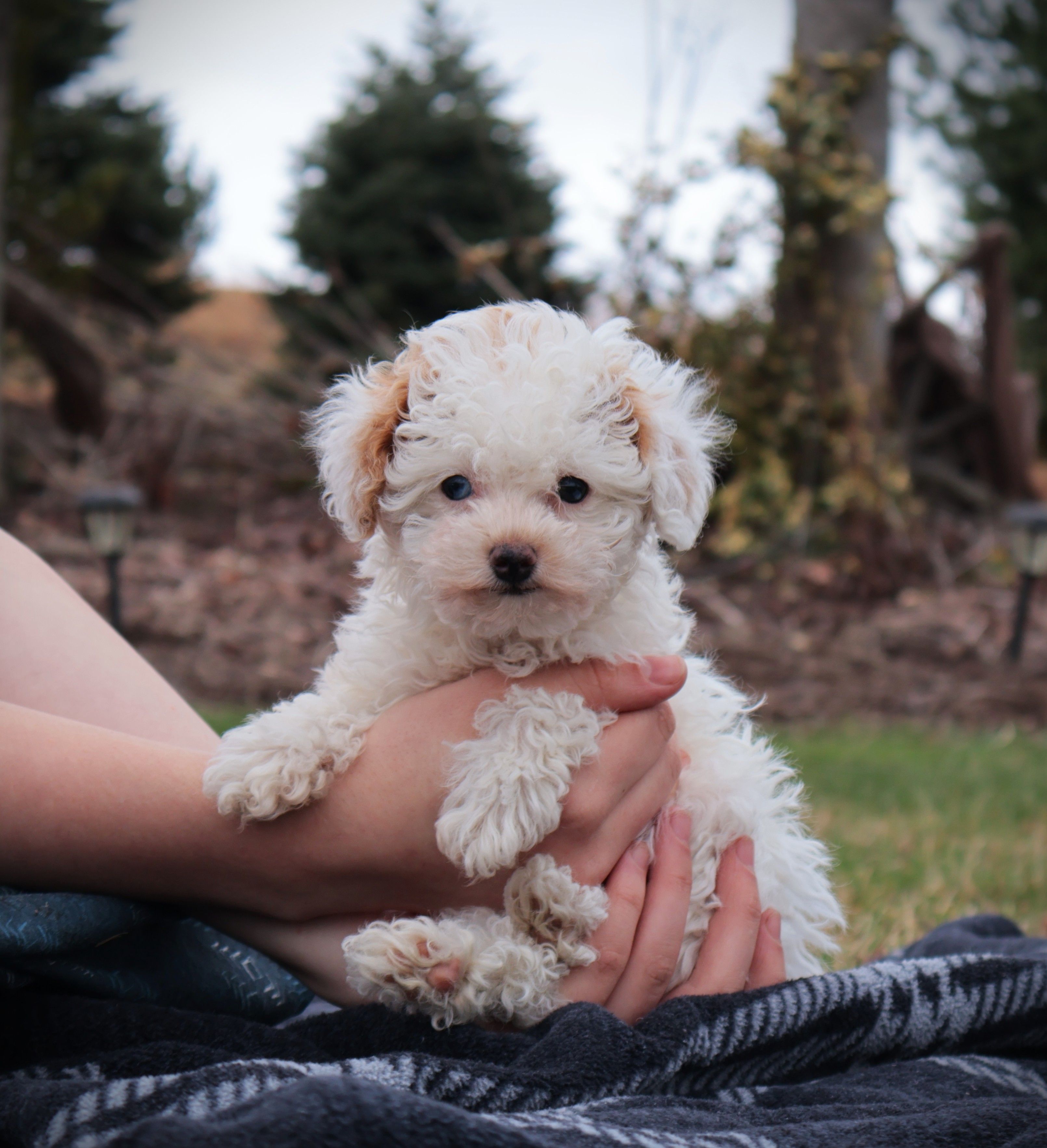 Paris – Poodle - Toy  puppy for sale in Blairsville, PA