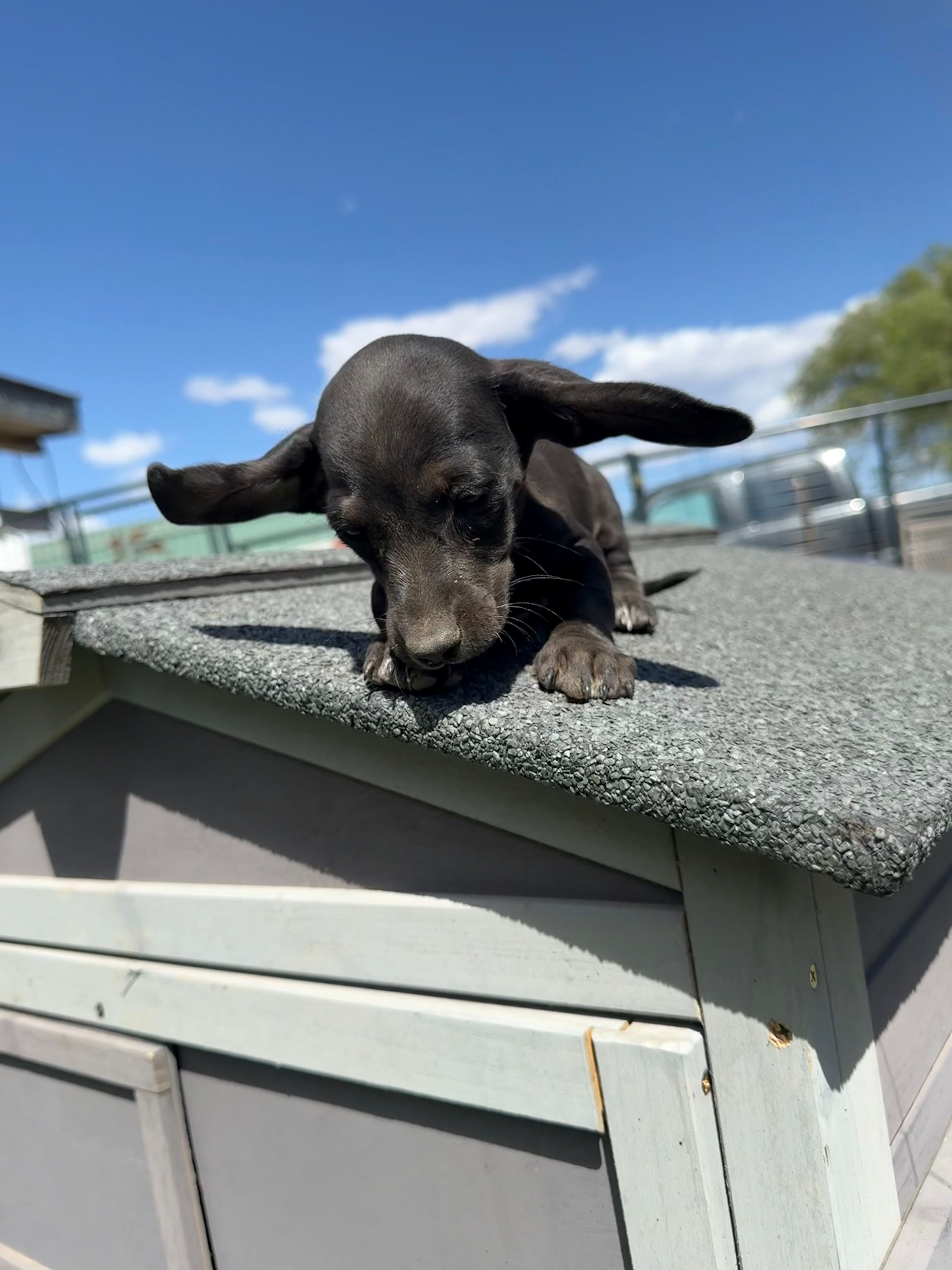 AKC Dachshund Male – Miniature Dachshund puppy for sale in Chino Valley, AZ