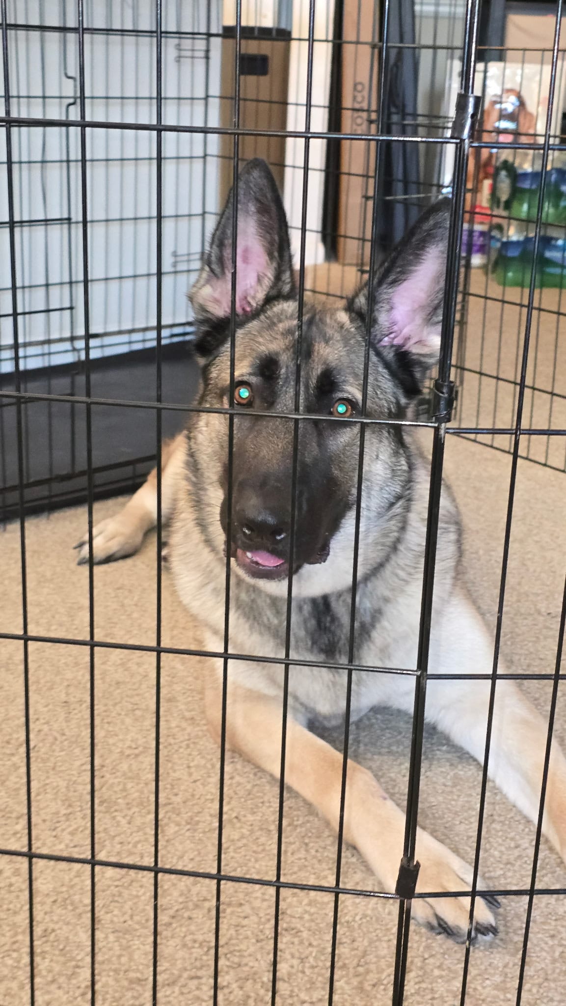 Prince Jabari (PJ) – German Shepherd Dog puppy for sale in Alpharetta, GA