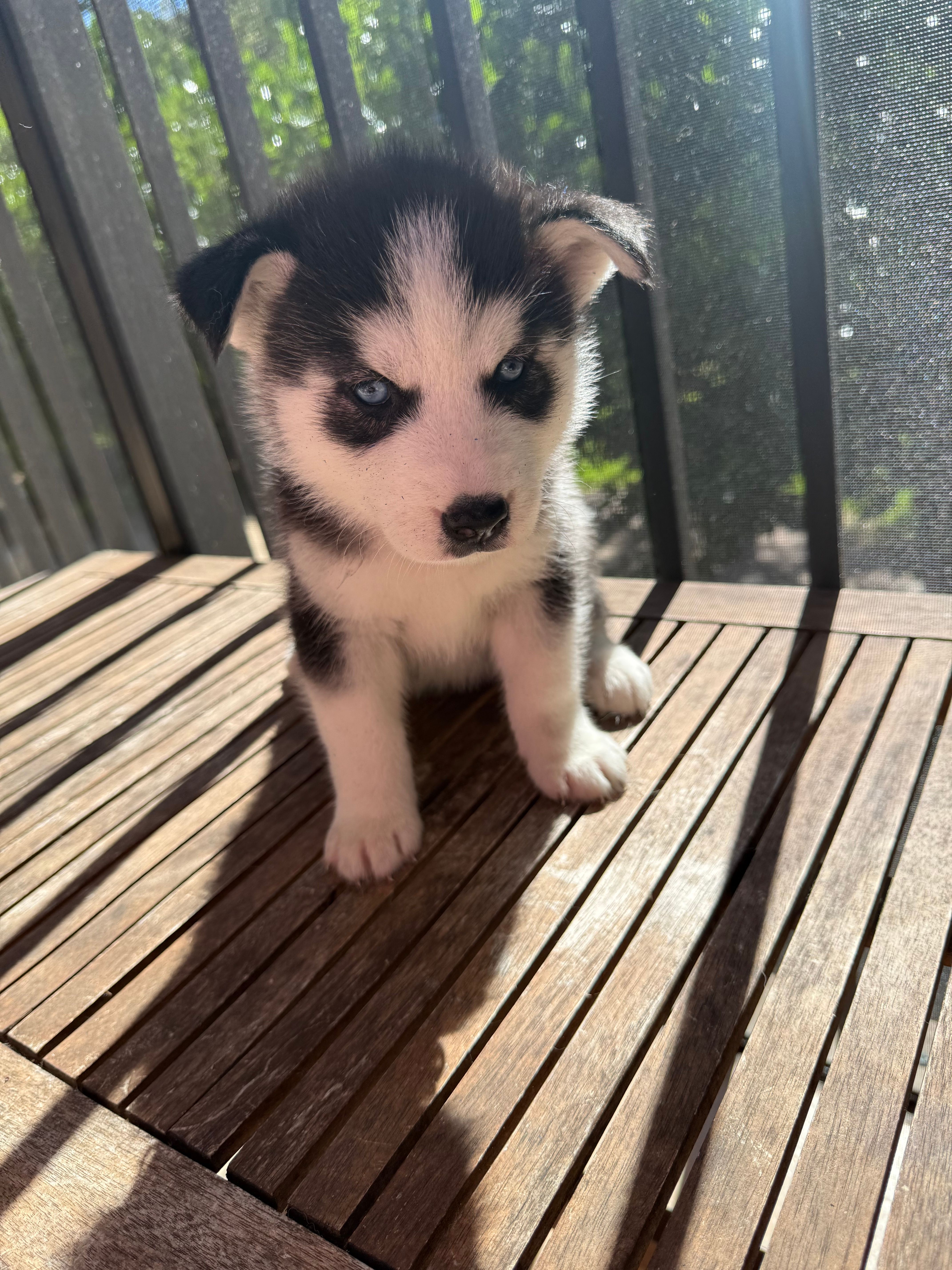 Name me please  – Siberian Husky puppy for sale in Hollywood, FL