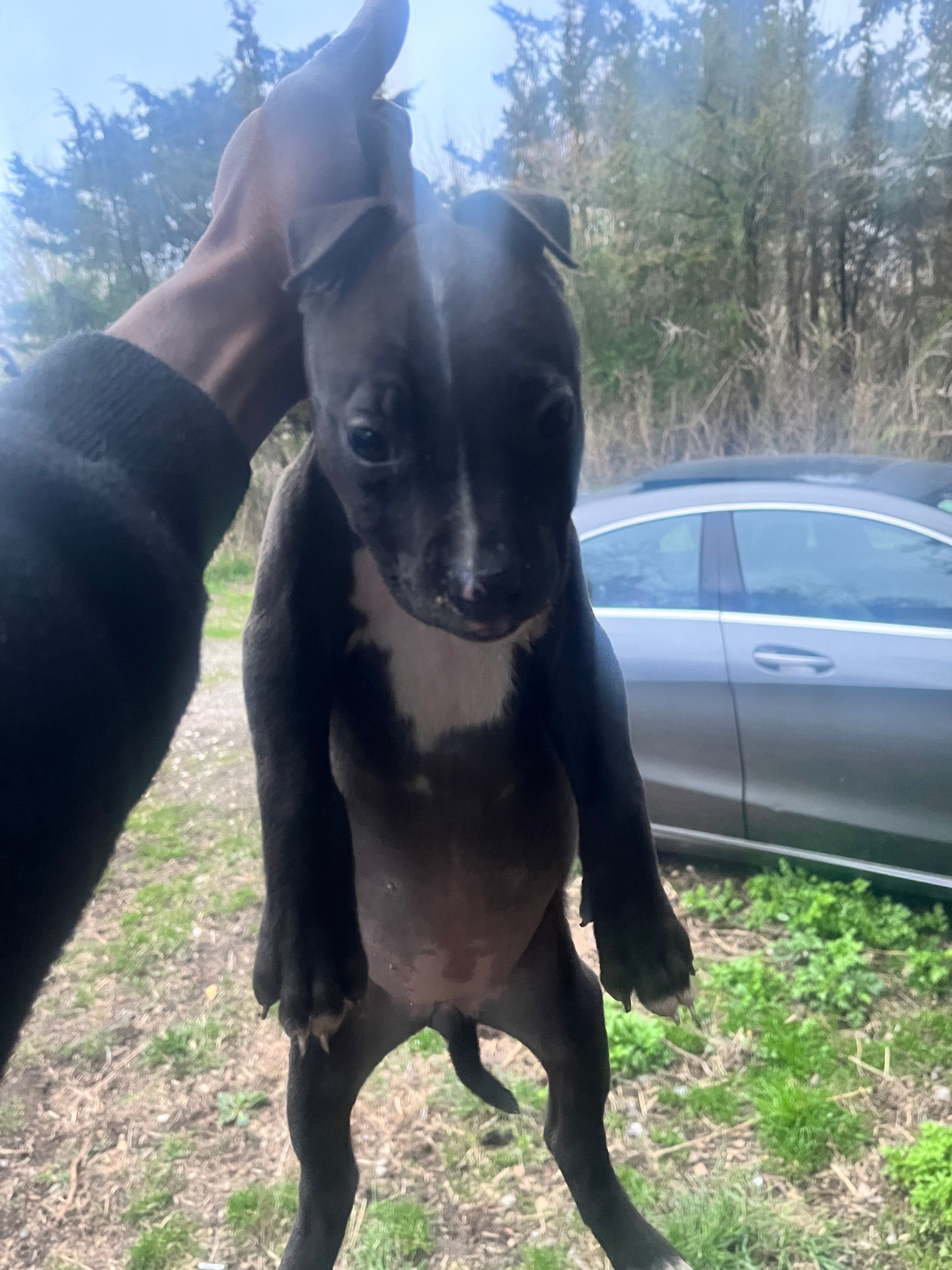 Chaka – American Staffordshire Terrier, American Bully puppy for sale in Southampton, NY