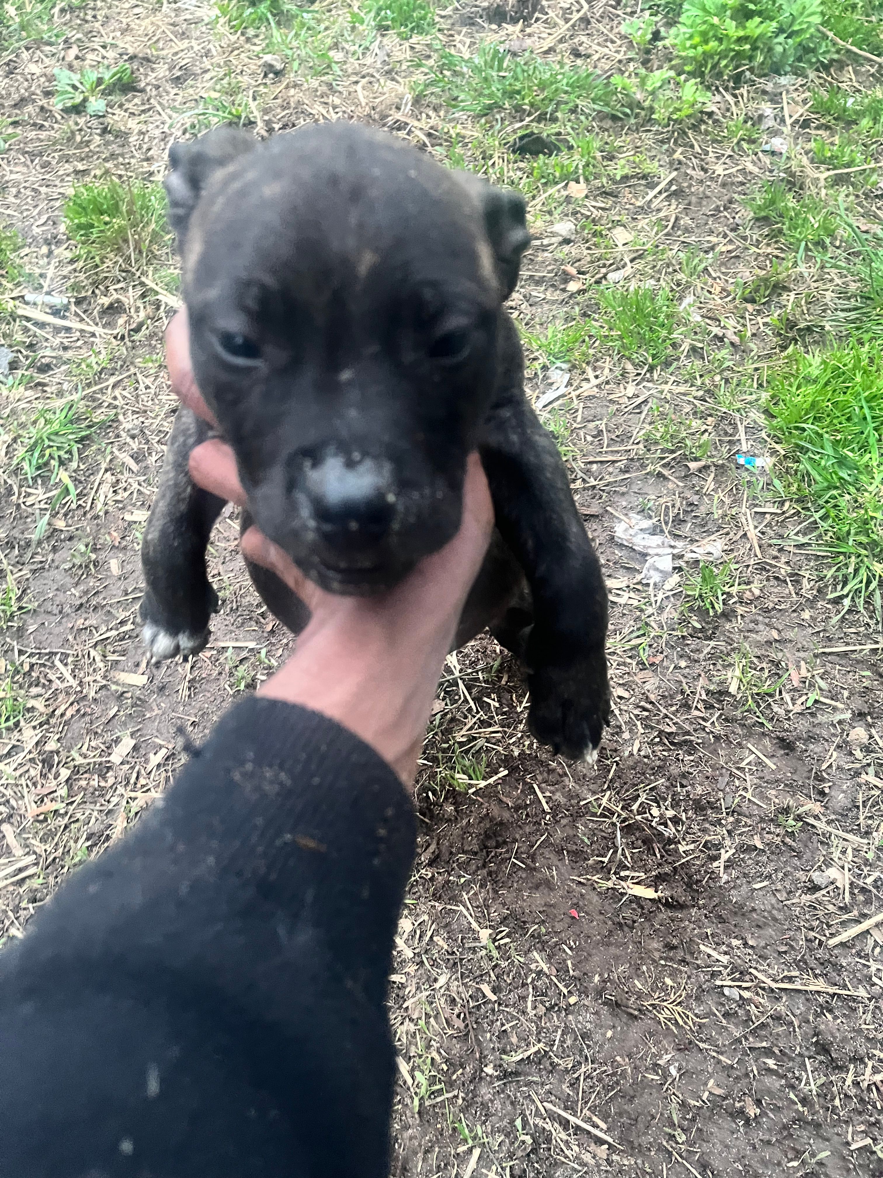 Maximo – American Staffordshire Terrier, American Bully puppy for sale in Southampton, NY