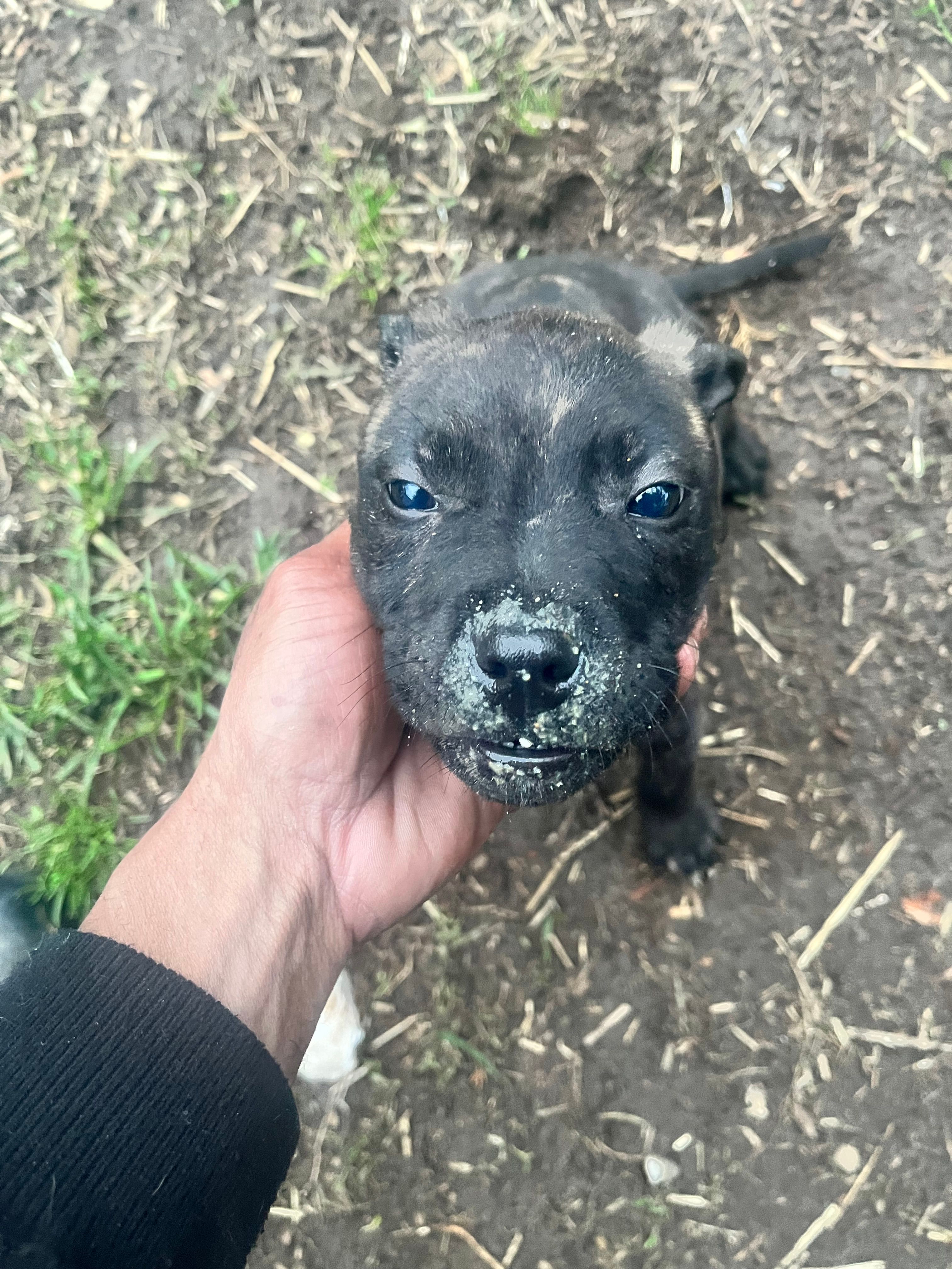 Scrotus – American Staffordshire Terrier, American Bully puppy for sale in Southampton, NY