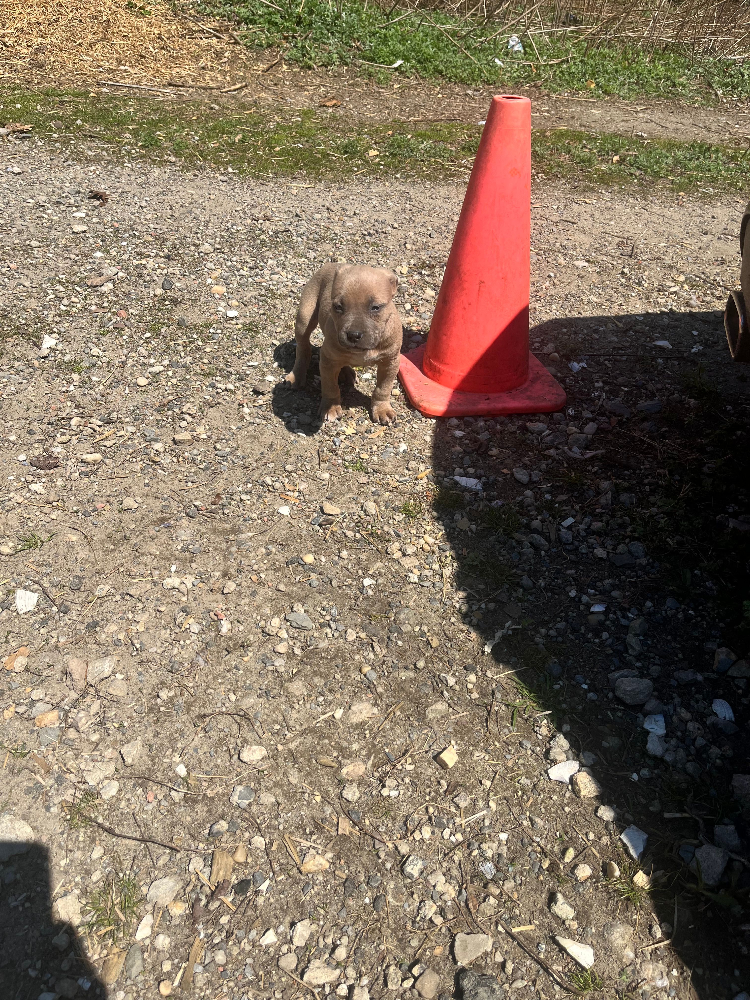 Crome  – American Staffordshire Terrier, American Pit Bull Terrier puppy for sale in Southampton, NY