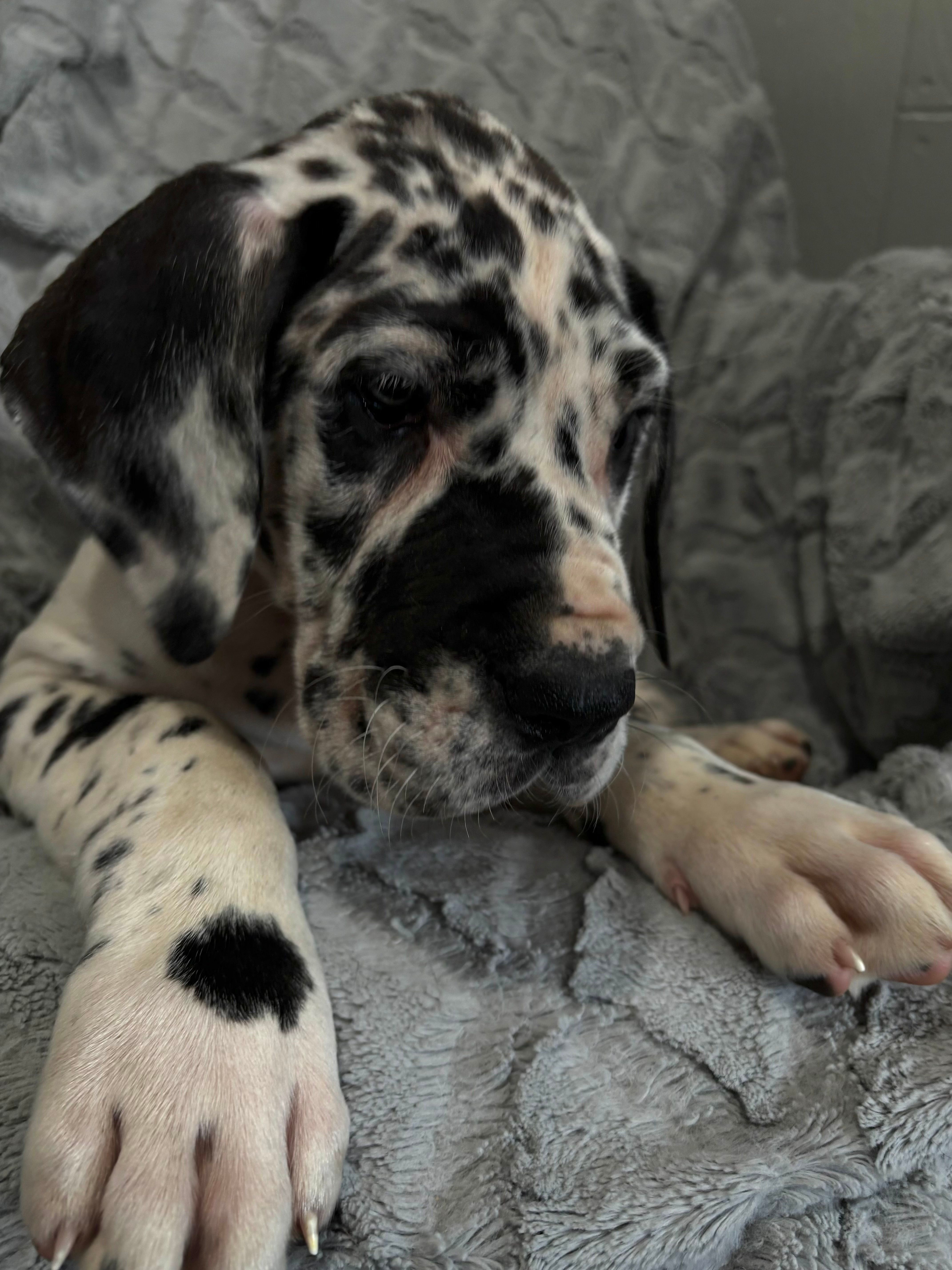 Maverick – Great Dane puppy for sale in Reading, PA