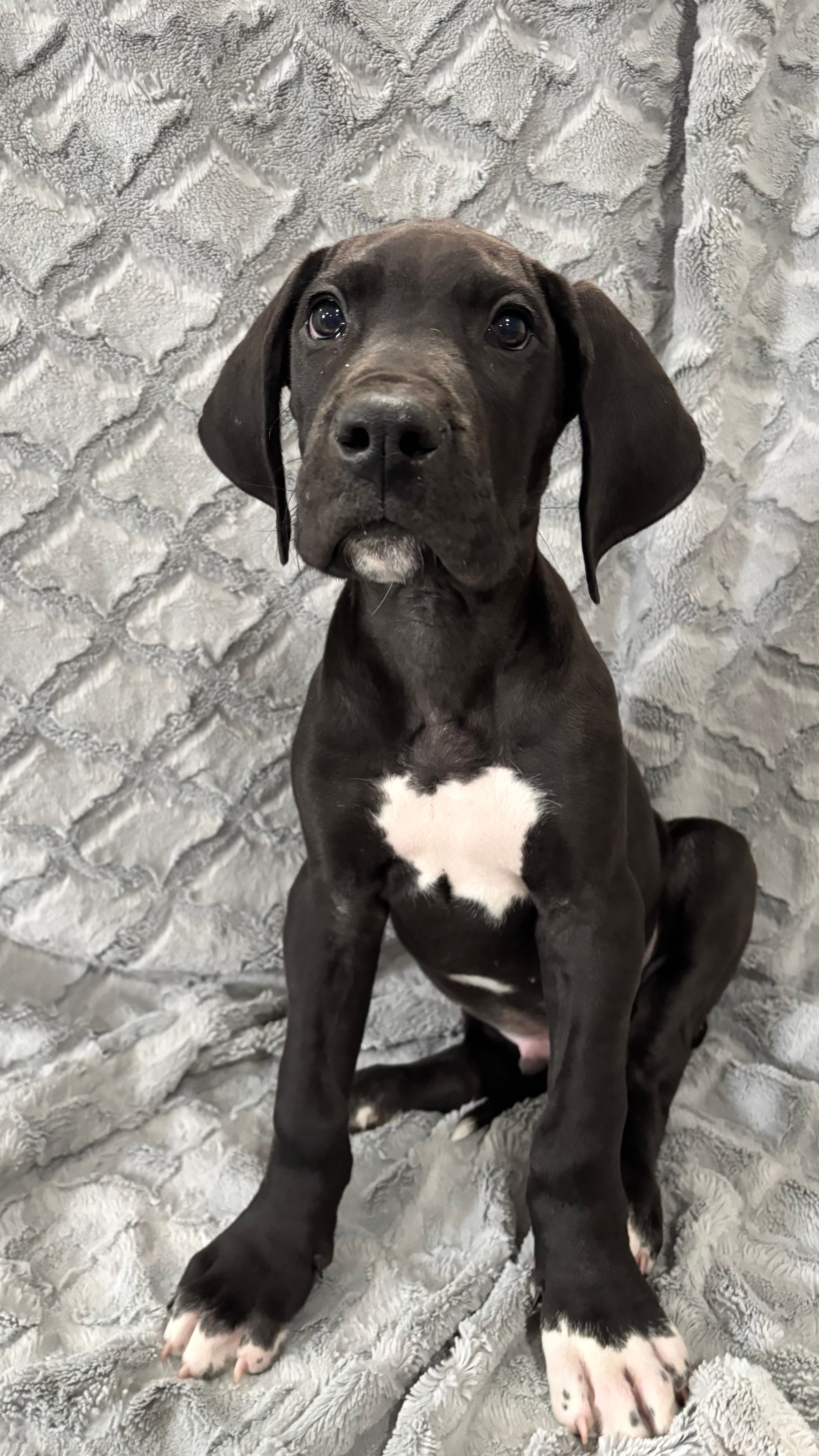 Bageerha – Great Dane puppy for sale in Reading, PA