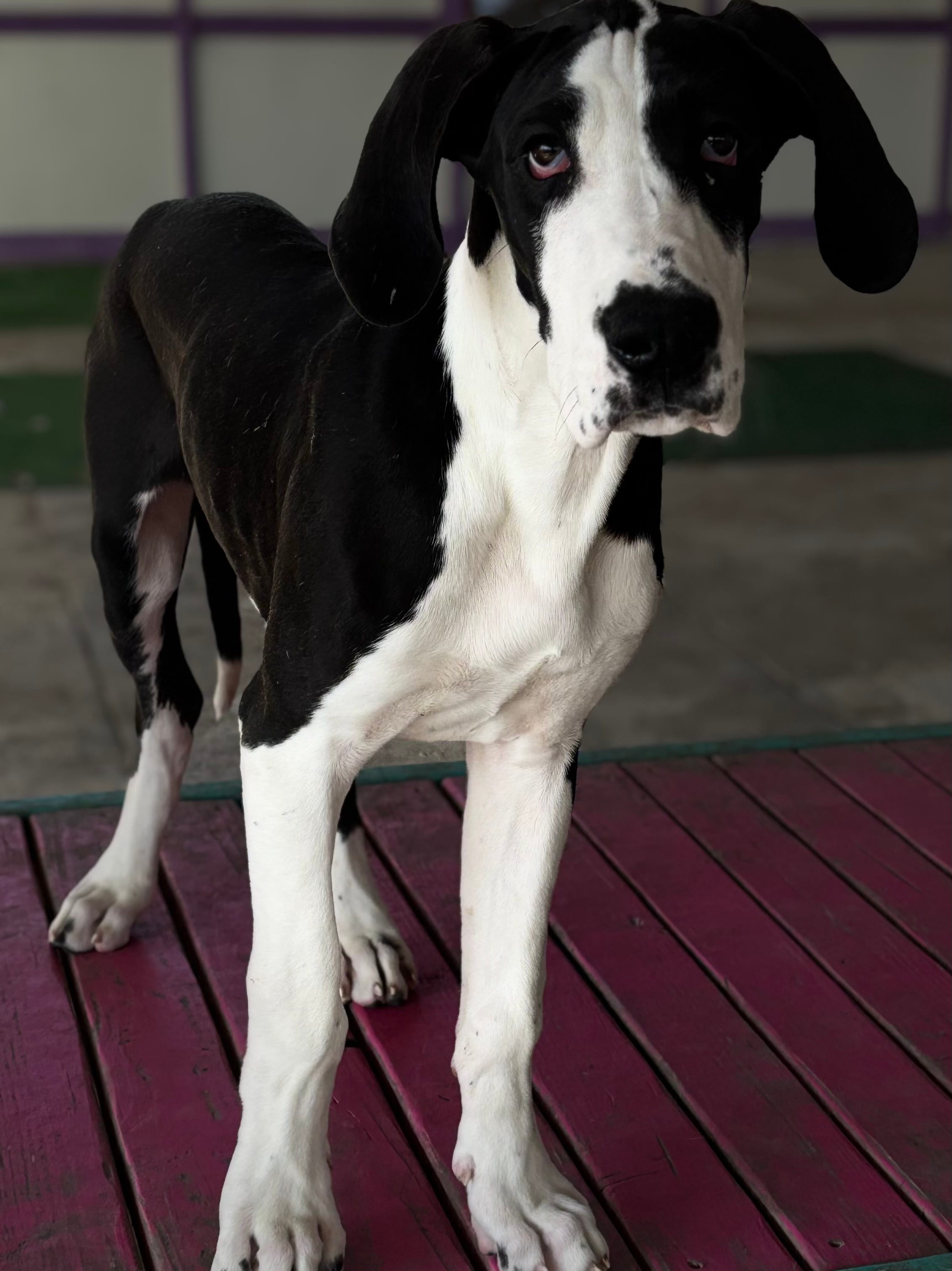 Blanche  – Great Dane puppy for sale in Reading, PA