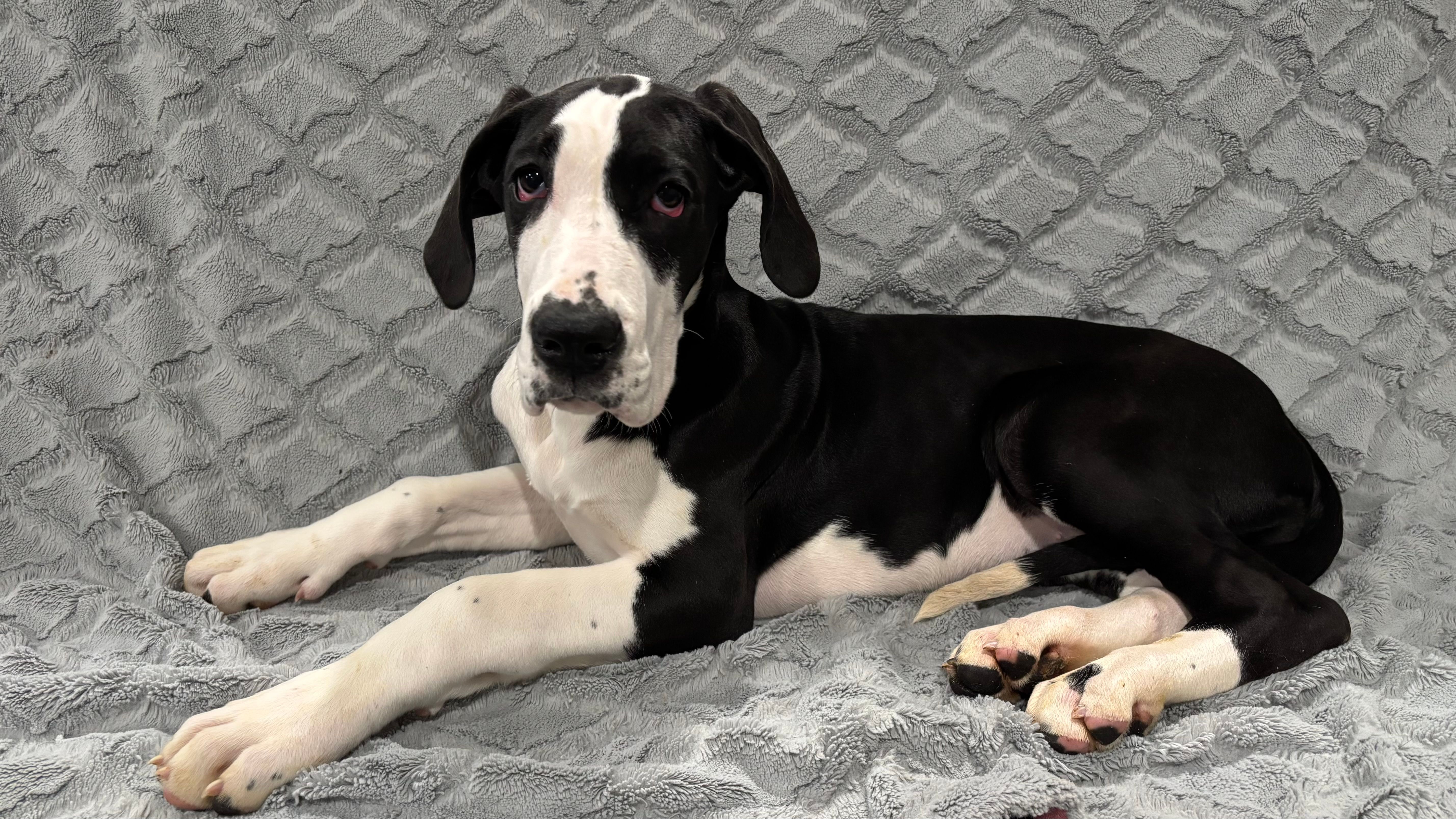 Blanche – Great Dane puppy for sale in Reading, PA