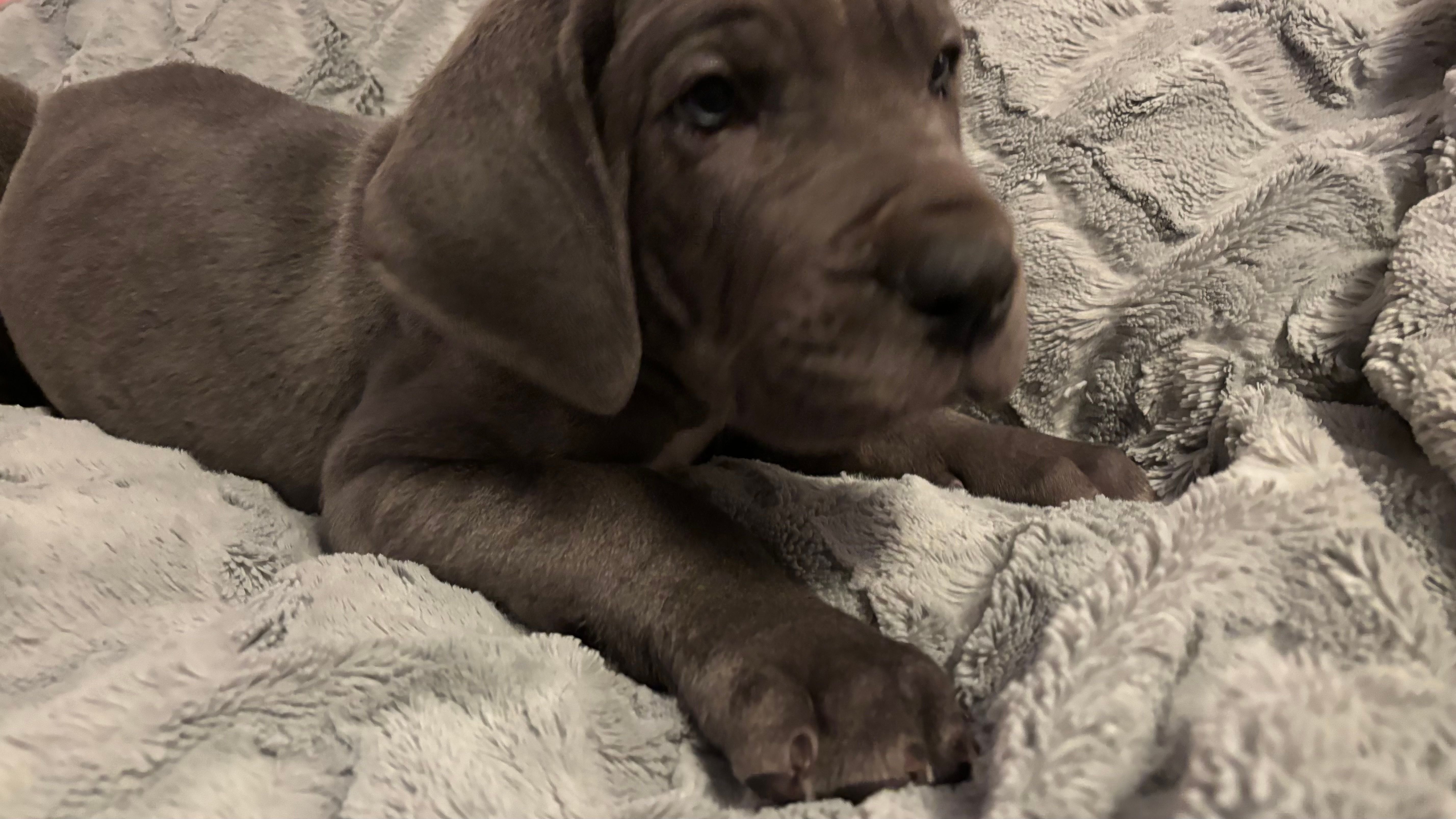 Baloo – Great Dane puppy for sale in Reading, PA