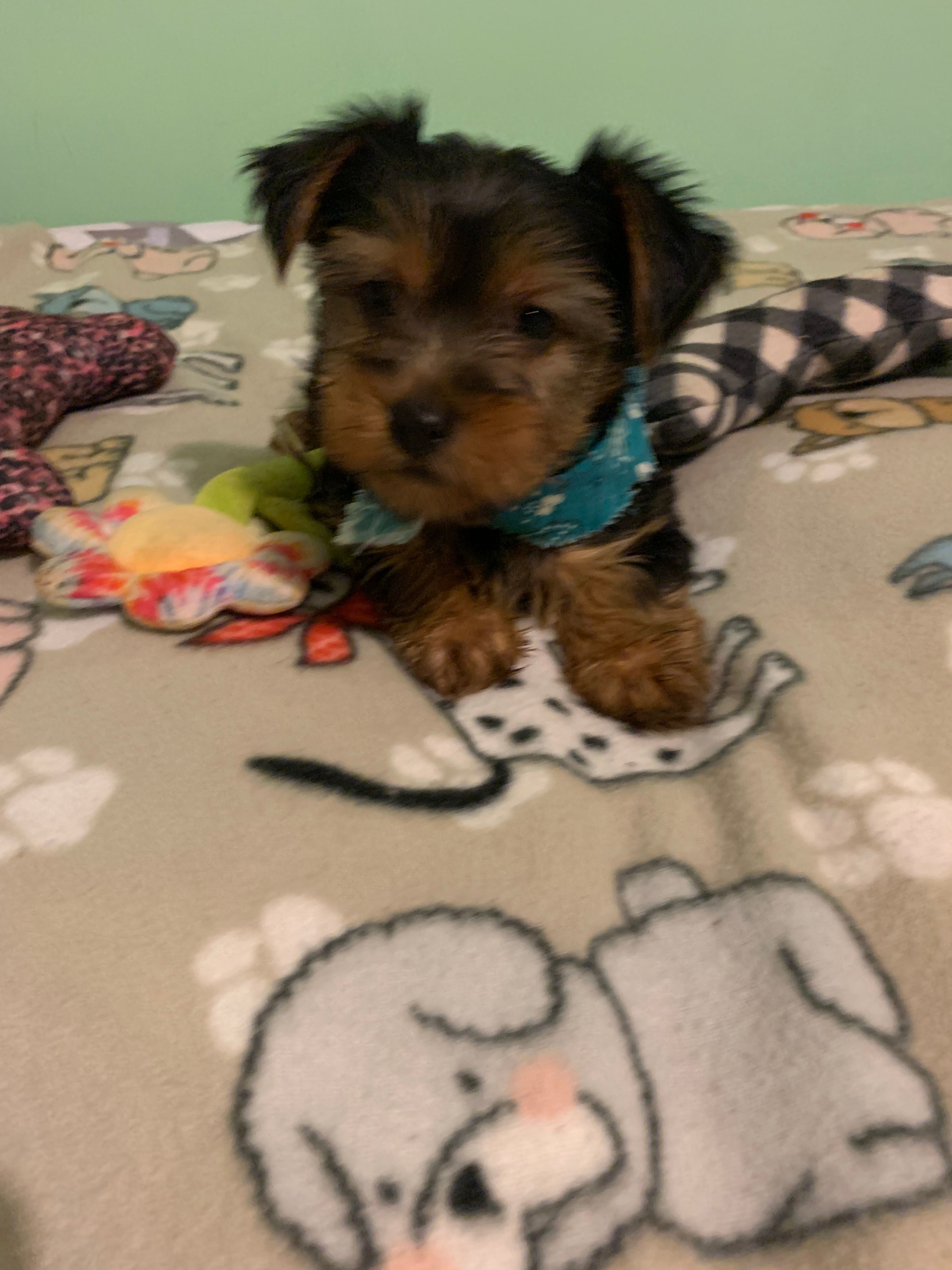 Joey  – Yorkshire Terrier puppy for sale in Waynesboro, TN