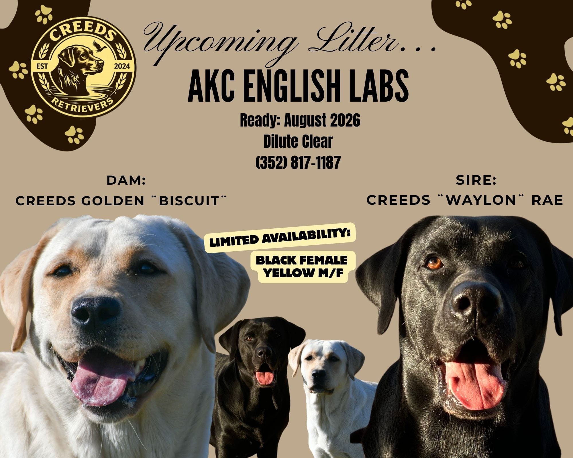 Biscuit x Waylon – Labrador Retriever puppy for sale in Clermont, FL
