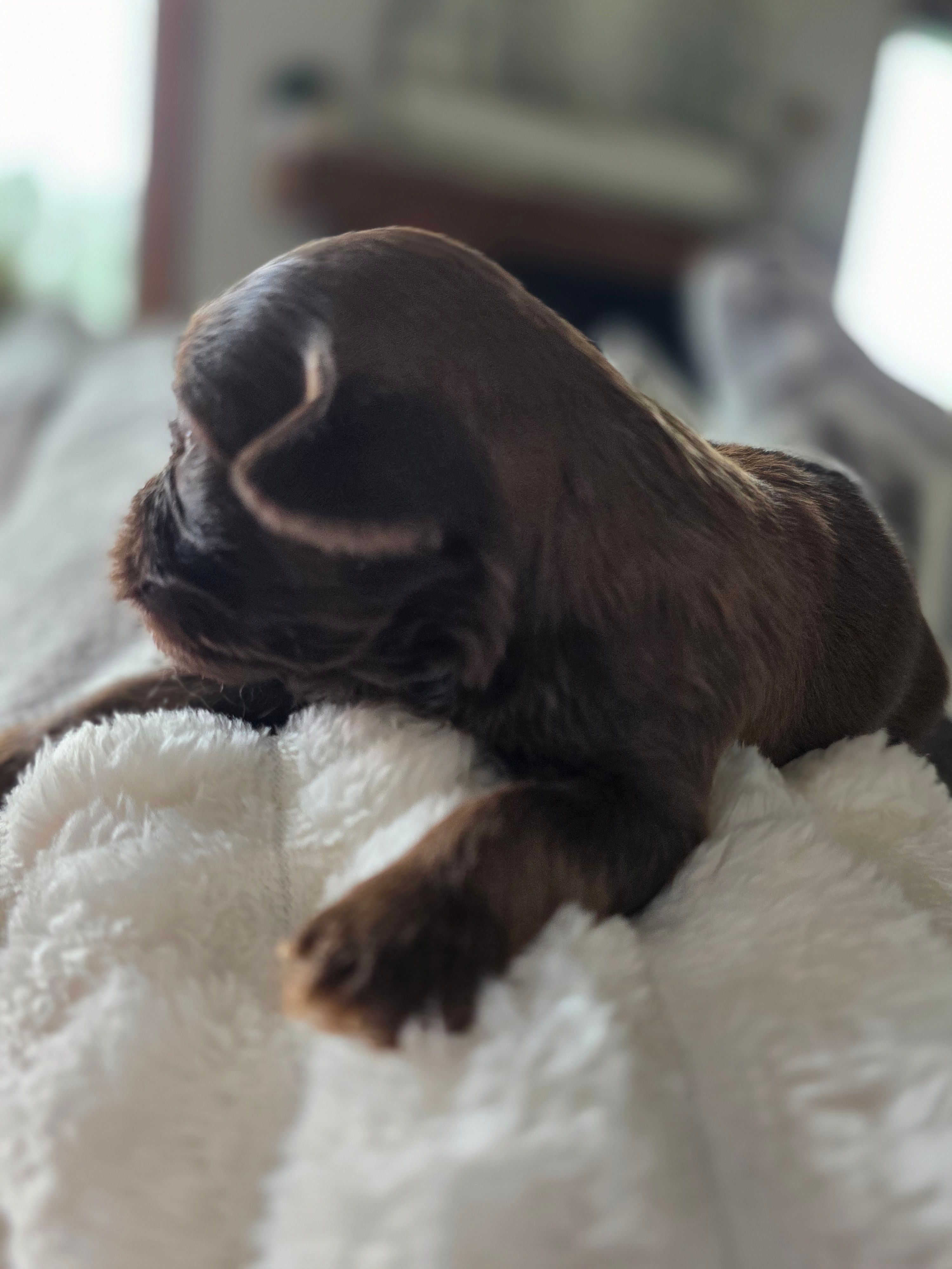 Teddy – Shih Tzu, Poodle - Toy  puppy for sale in Muscatine, IA
