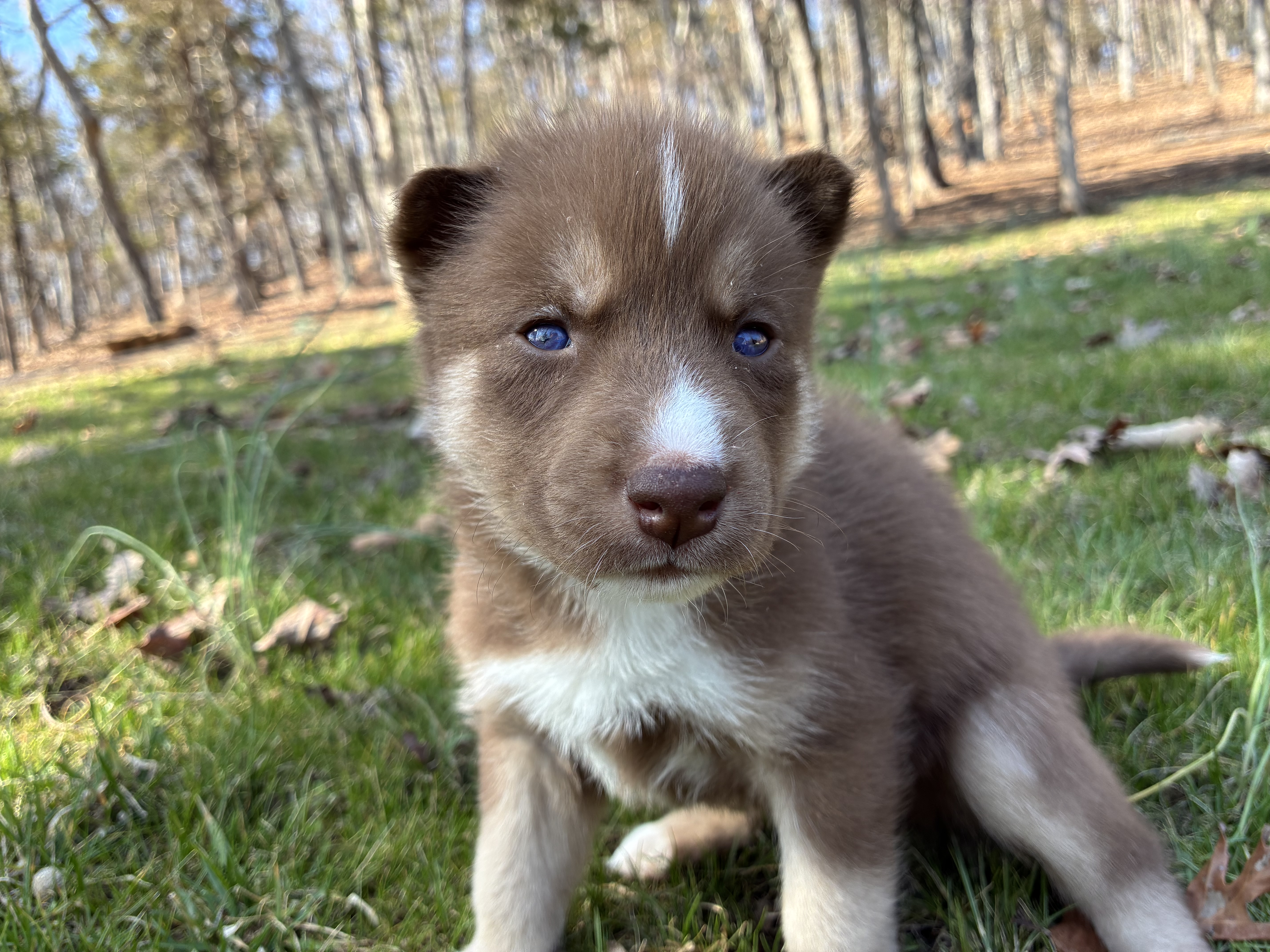 Bill – Siberian Husky puppy for sale in Pacific, MO