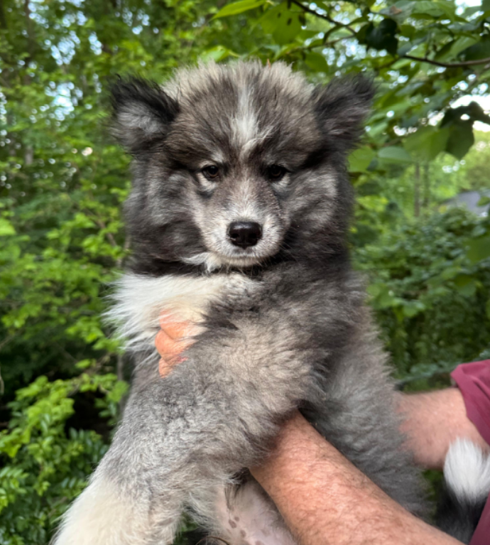 Wooly Black Boy – Siberian Husky puppy for sale in Denver, NC