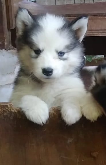 Wooly Piebald – Siberian Husky puppy for sale in Denver, NC