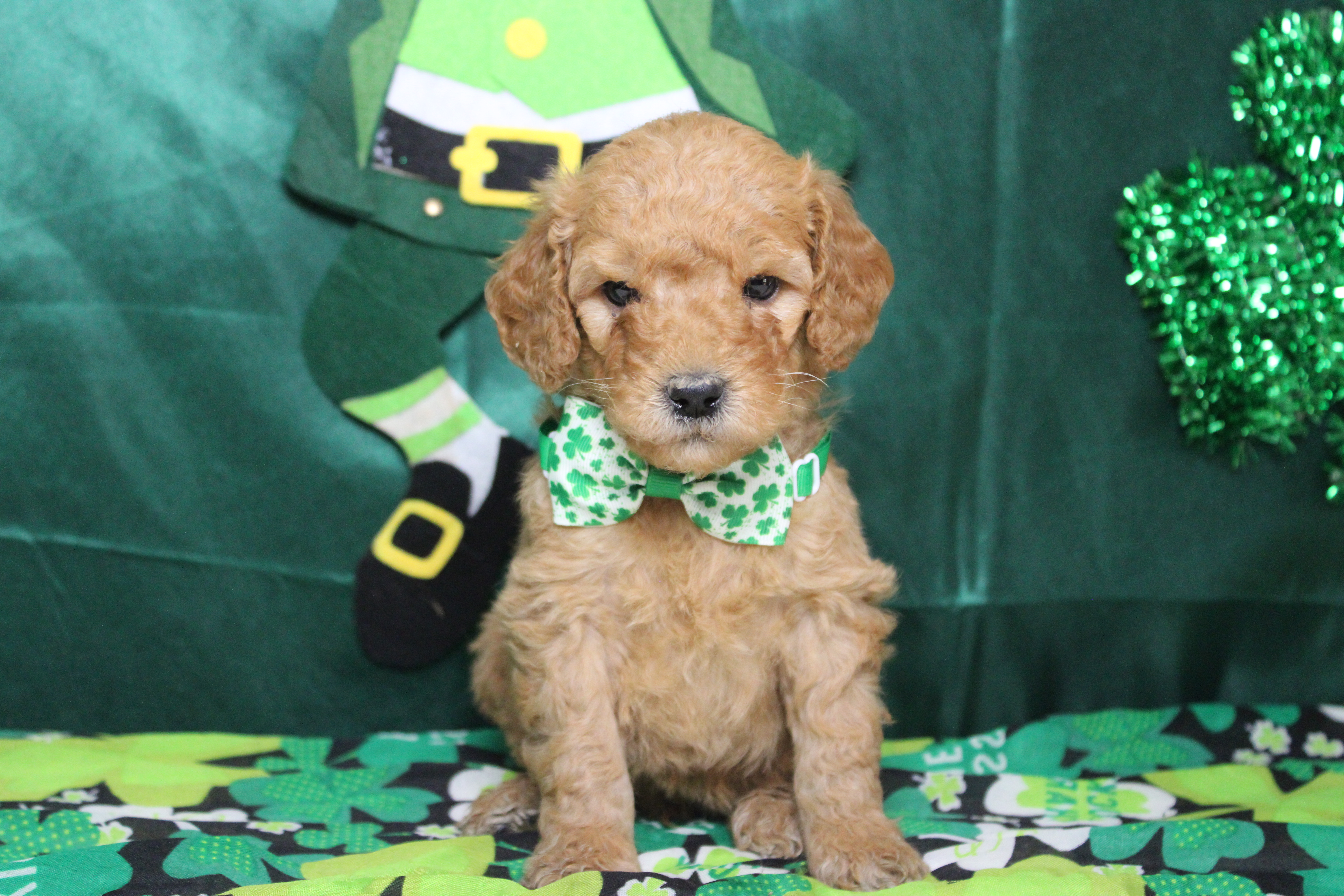Crush – Miniature Goldendoodle puppy for sale in Trenton, MO