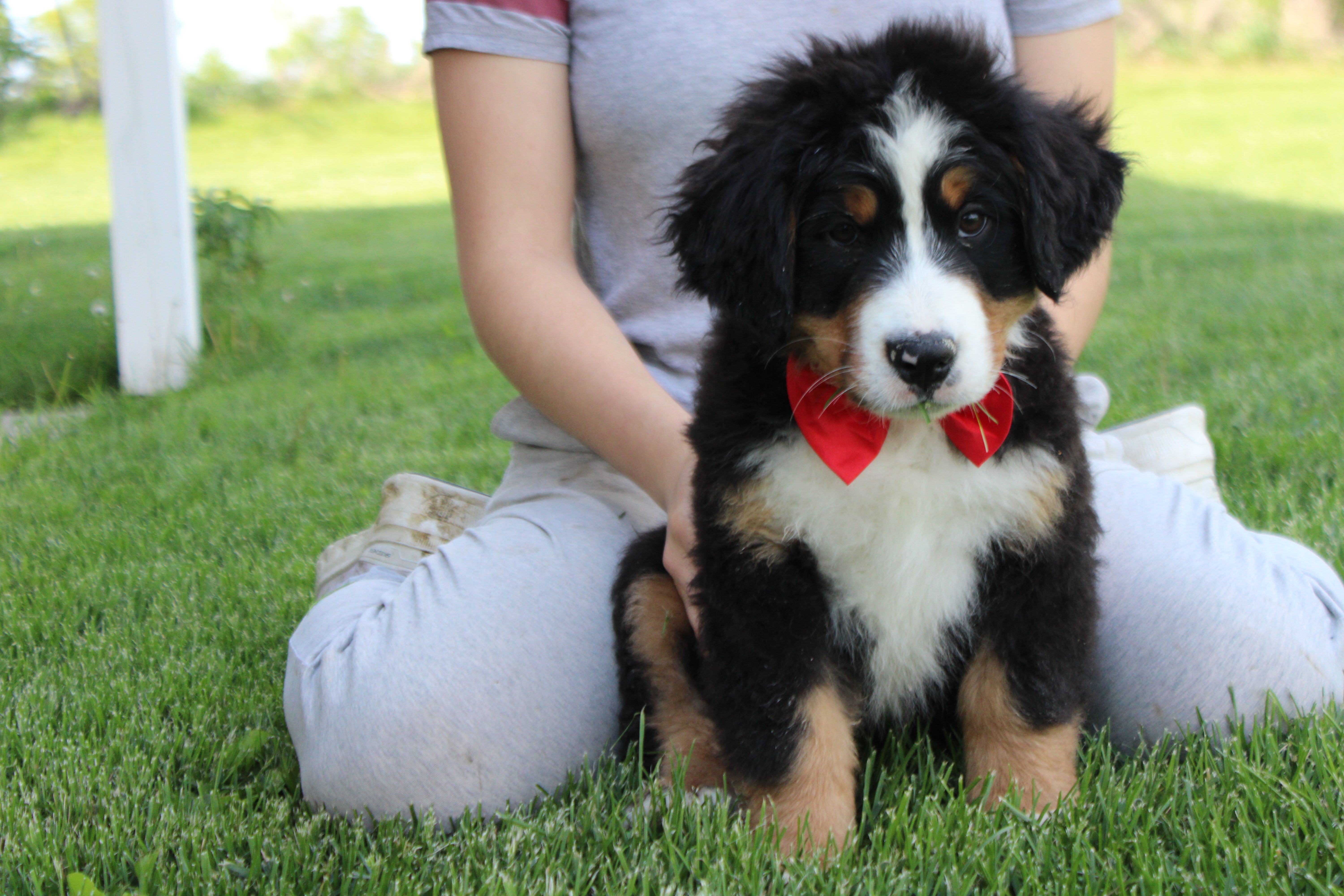 Cooper  – Bernese Mountain Dog puppy for sale in Trenton, MO
