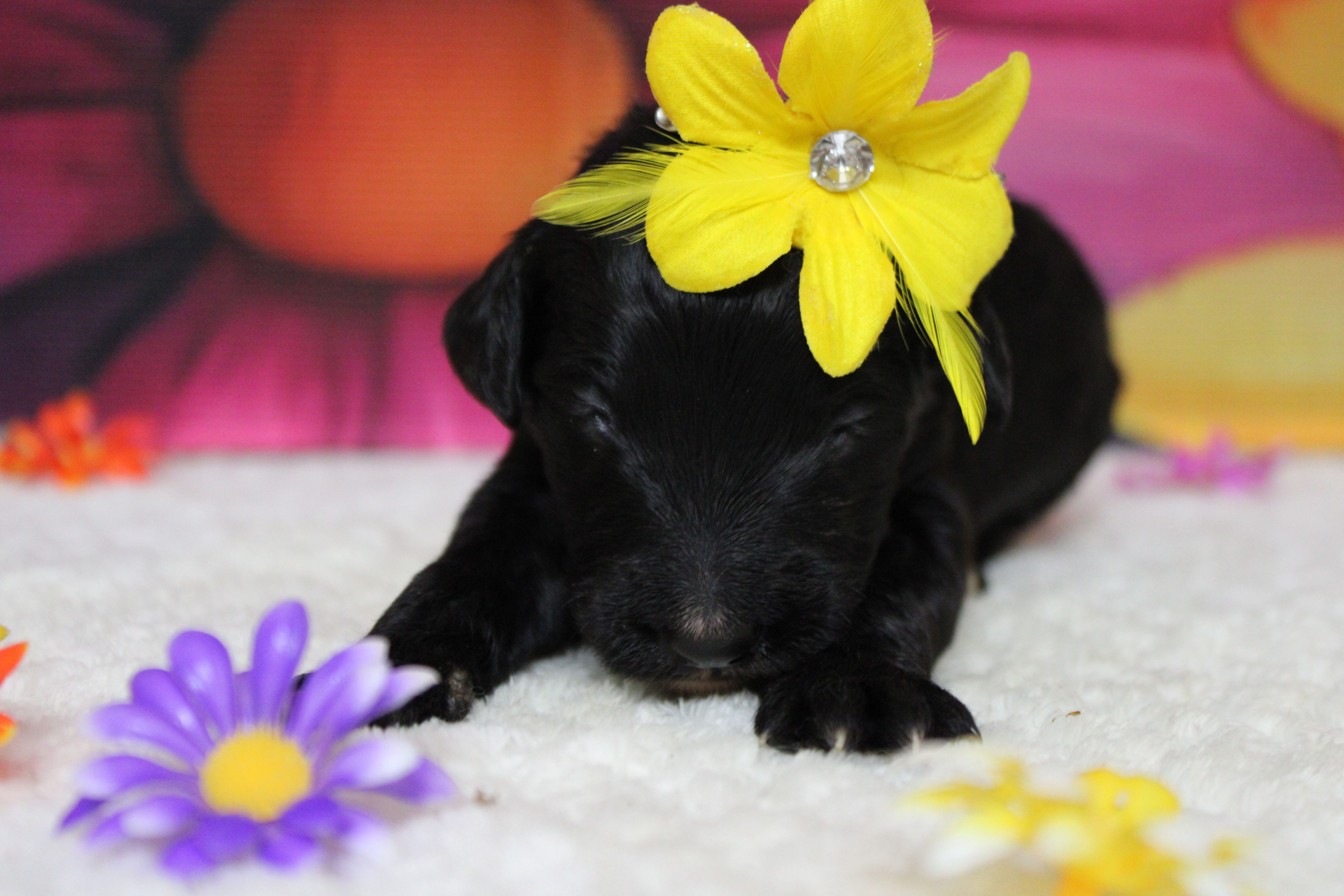 Nova  – Bernedoodle puppy for sale in Trenton, MO