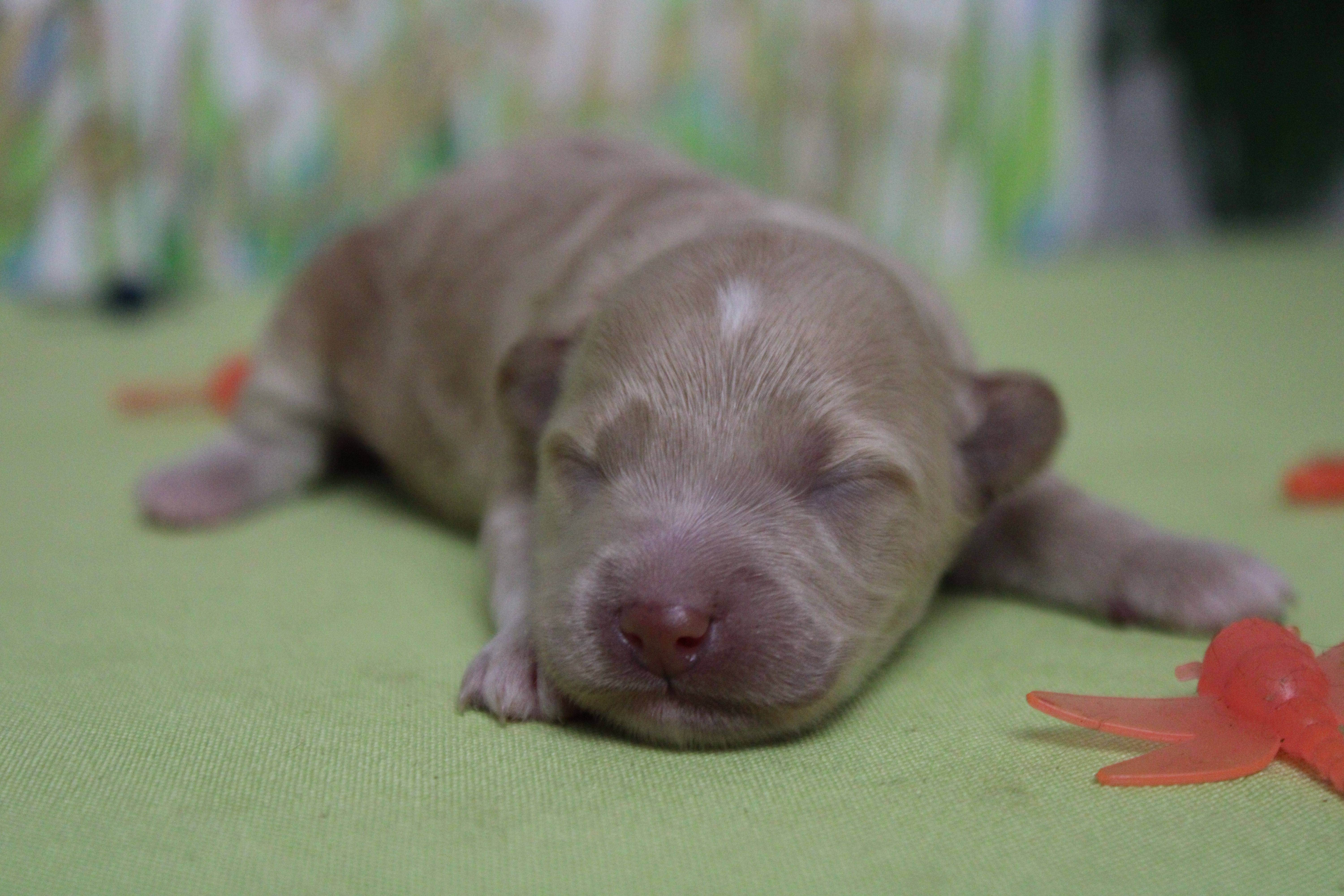 Violet  – Poodle - Toy , Havapoo puppy for sale in Trenton, MO