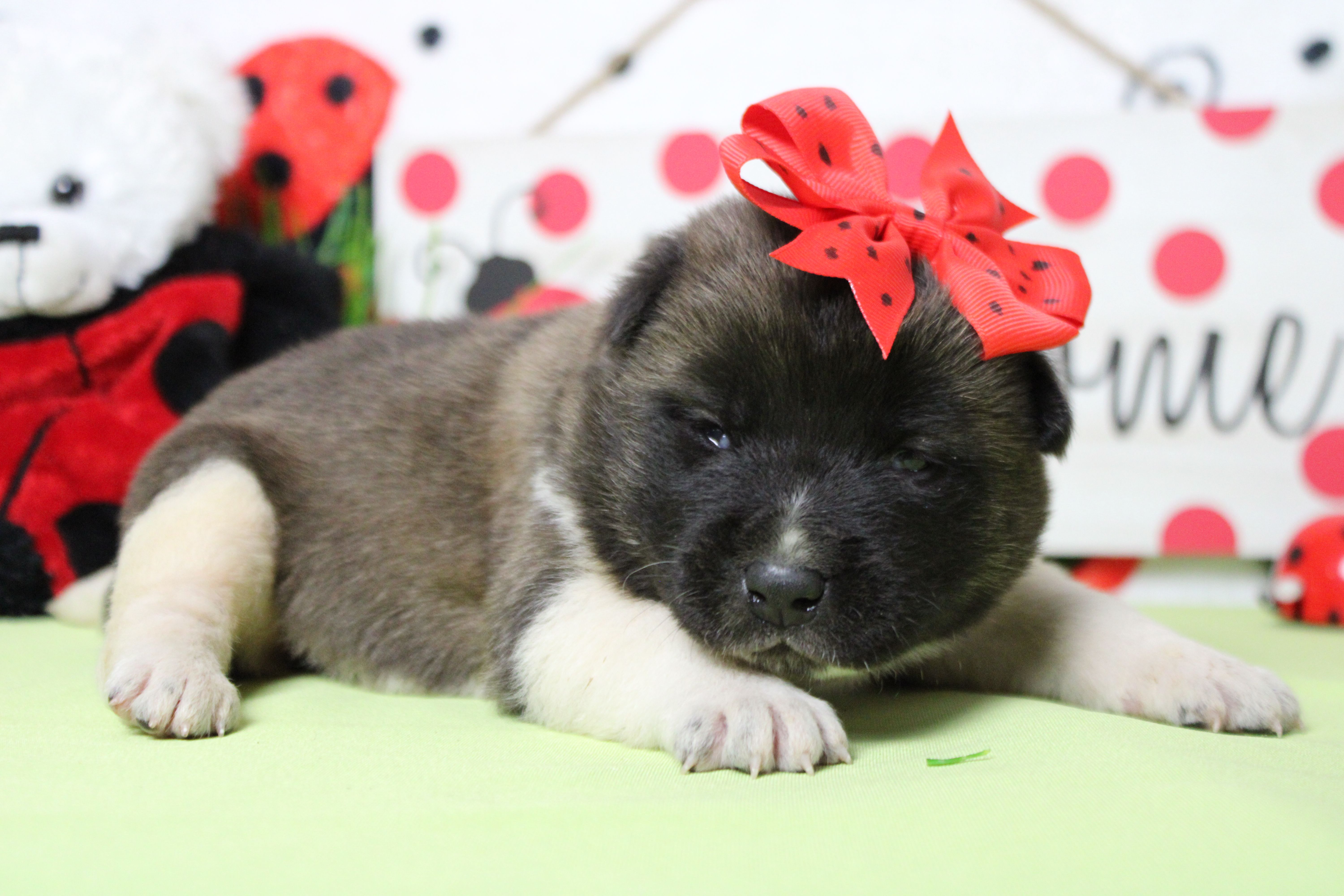 Honey  – Akita puppy for sale in Trenton, MO