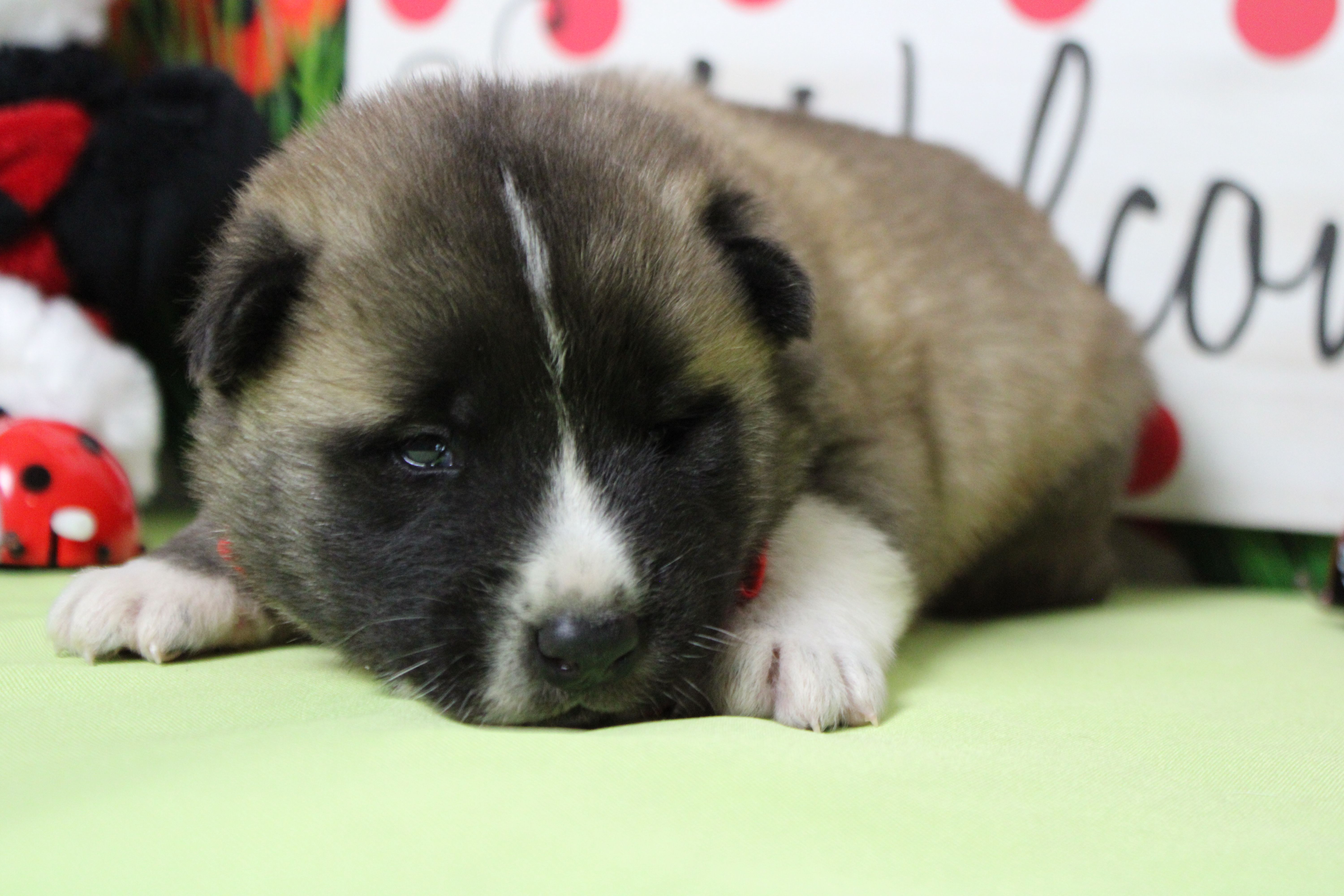 Cortland  – Akita puppy for sale in Trenton, MO