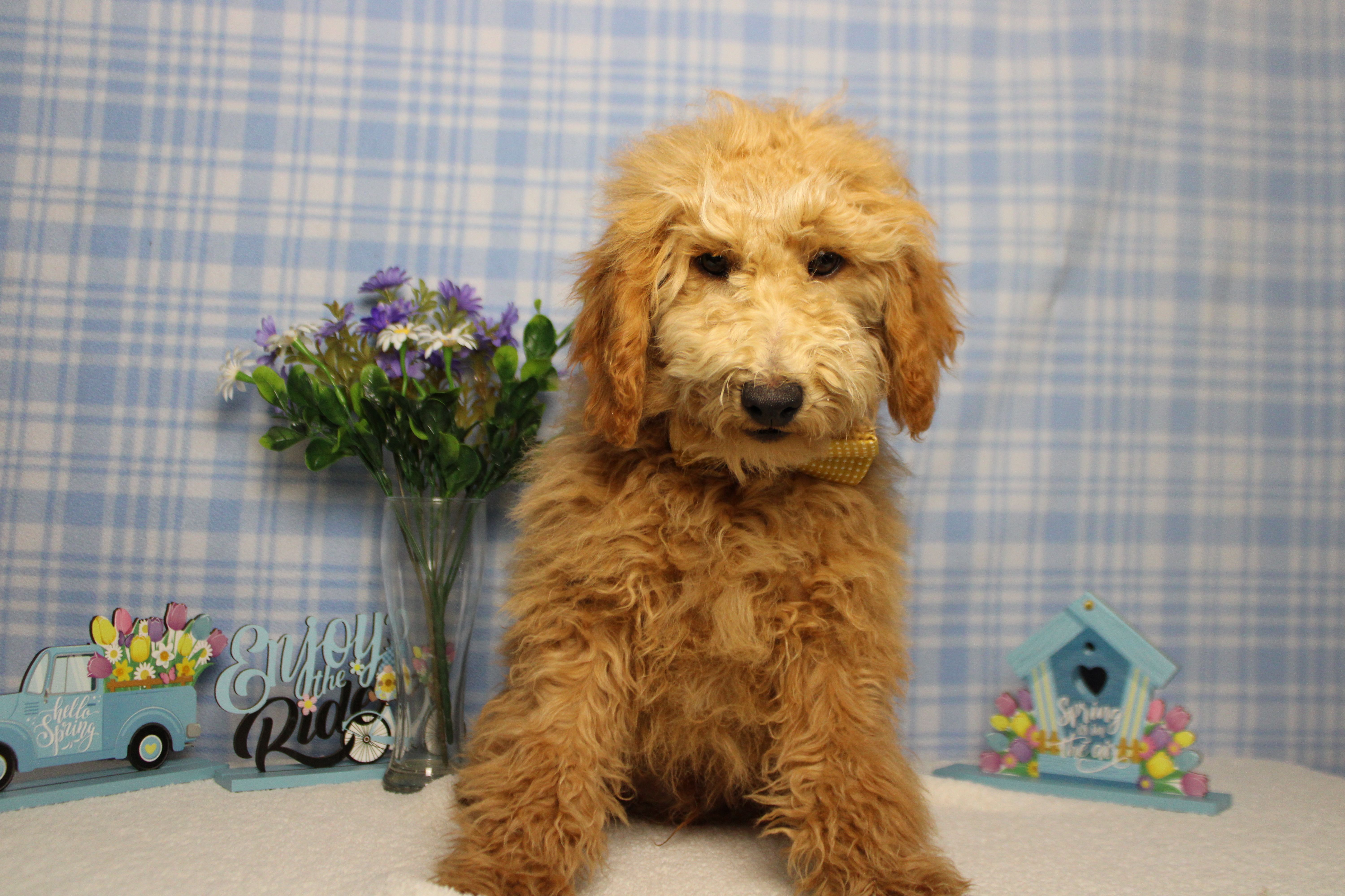 Garnet – Poodle - Toy  puppy for sale in Trenton, MO