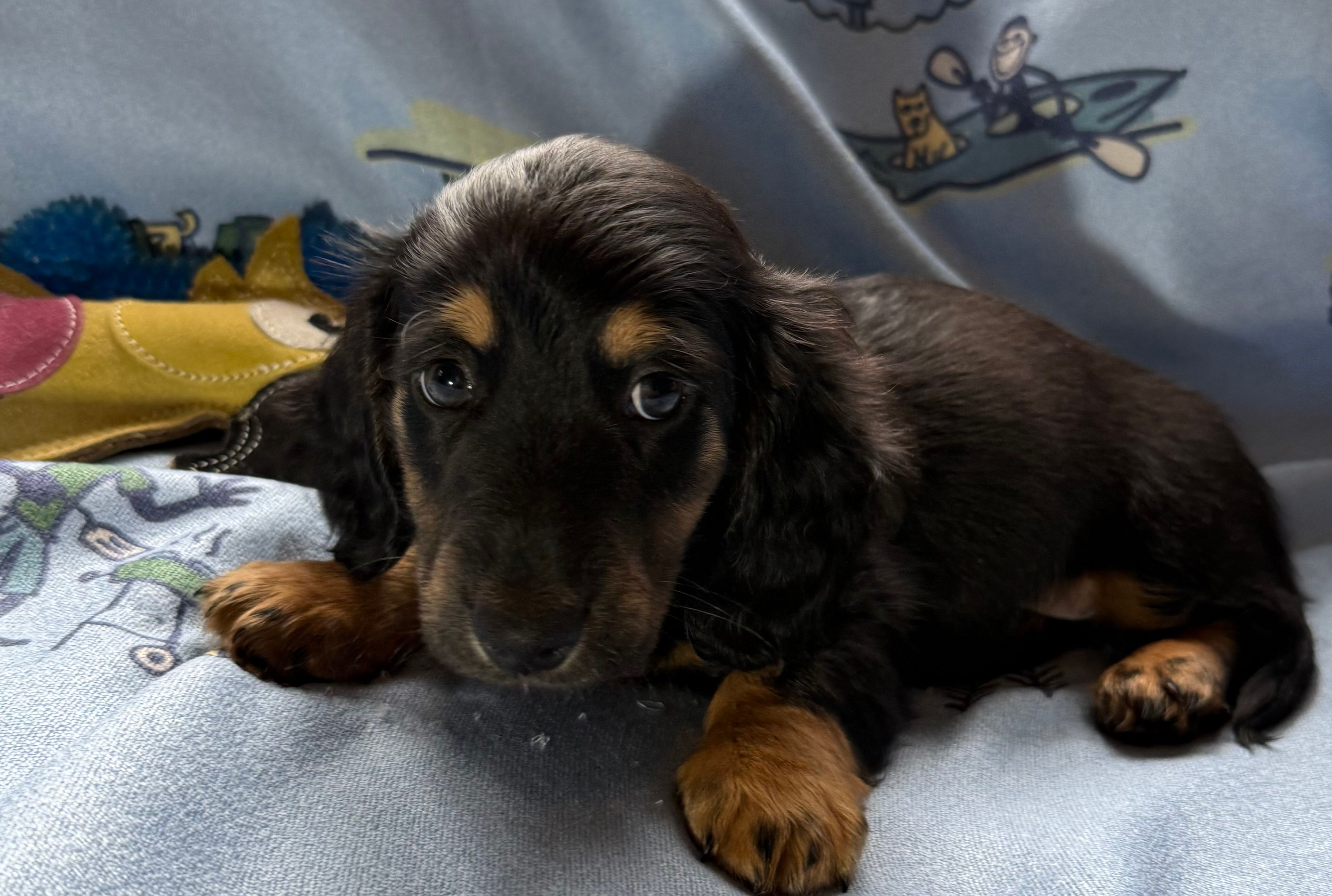 Boy5 AKC long-haired – Miniature Dachshund puppy for sale in Bellmawr, NJ