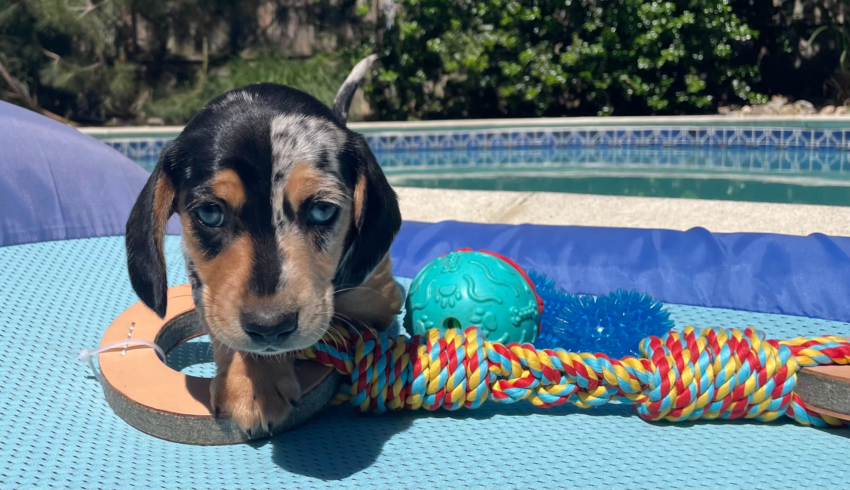 Boy 2 – Miniature Dachshund puppy for sale in Bellmawr, NJ
